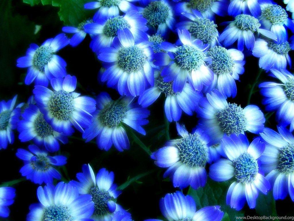 Royal Blue Flowers HD Wallpapers Top Free Royal Blue