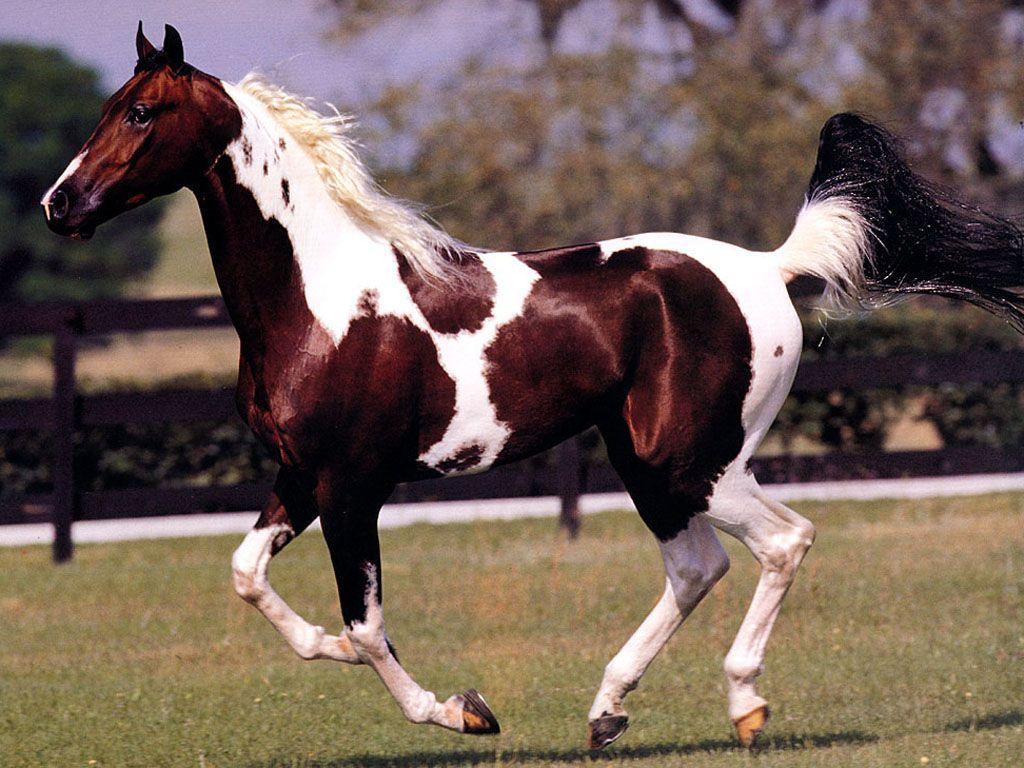 1024x768 White and Brown Wallpaper