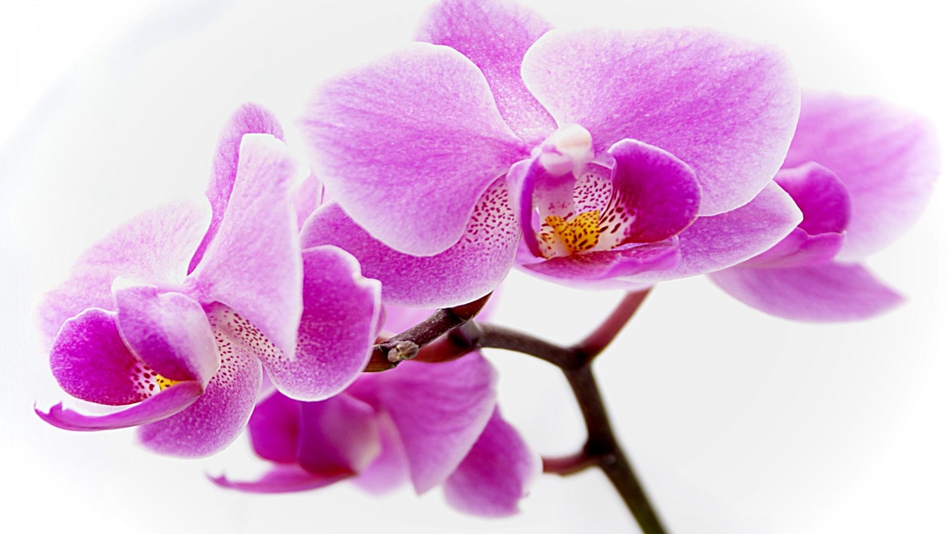 1920x1080 Singapore National Flower Png