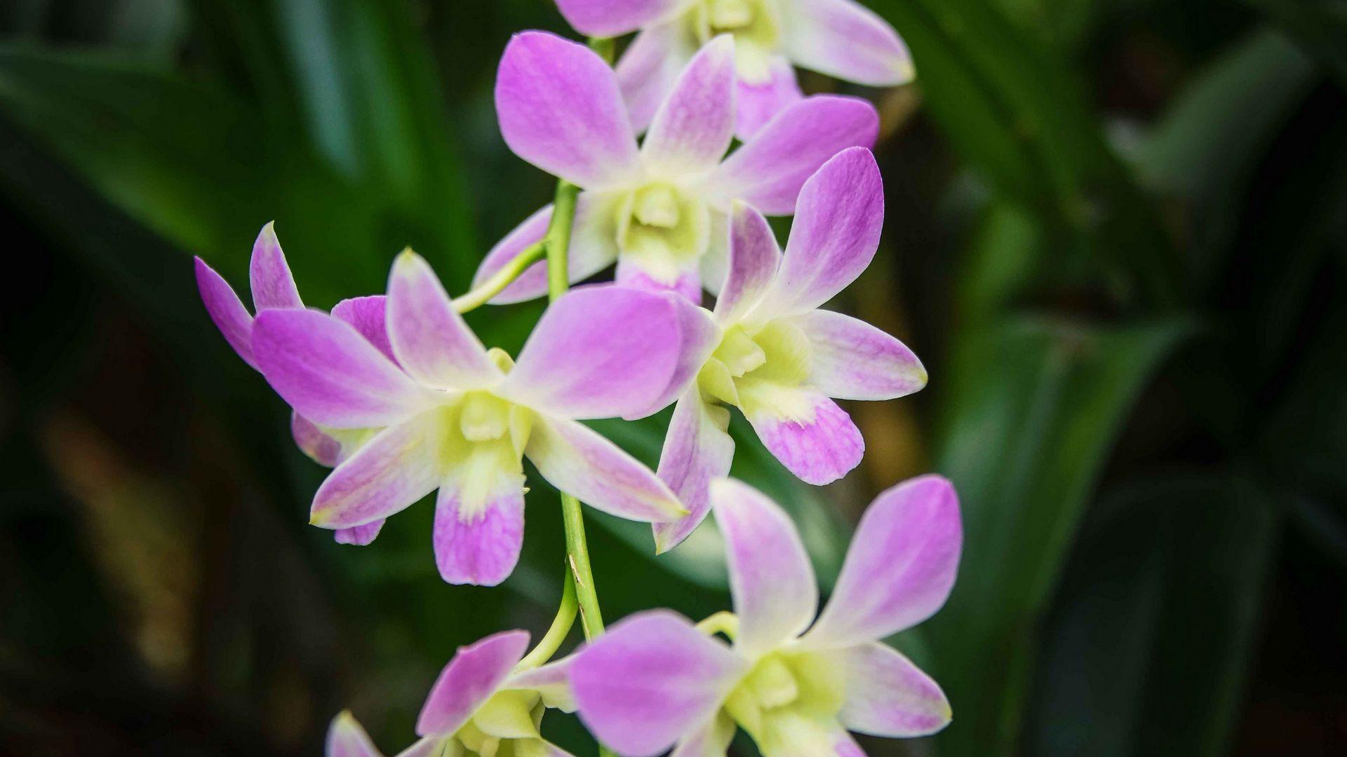 1920x1080 Download wallpaper 1920x1080 singapore orchid, orchid, flowers full hd, hdtv, fhd, 1080p HD background