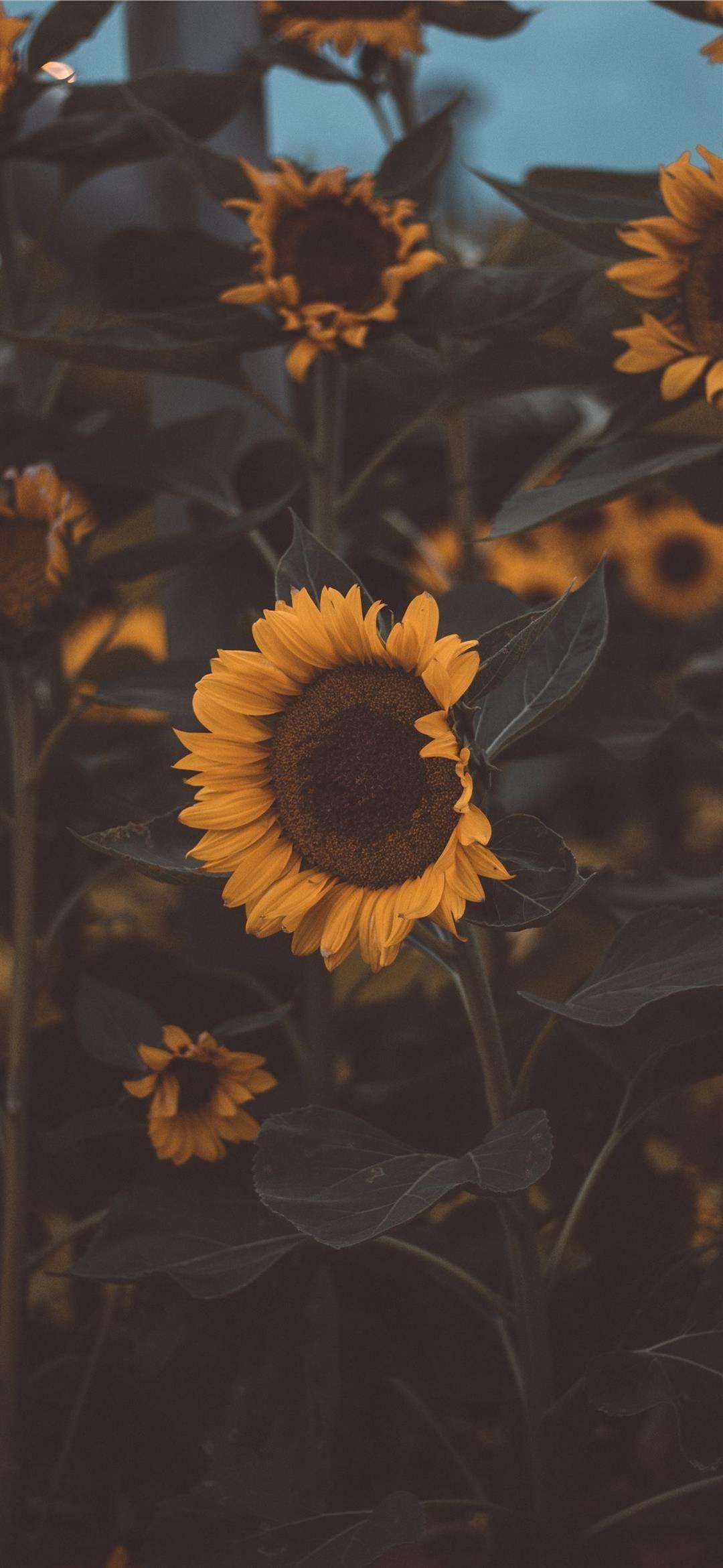 1080x2340 Singapore airport Phone Wallpaper Download. InstaWallpaper. Sunflower iphone wallpaper, Sunflower wallpaper, Aesthetic iphone wallpaper