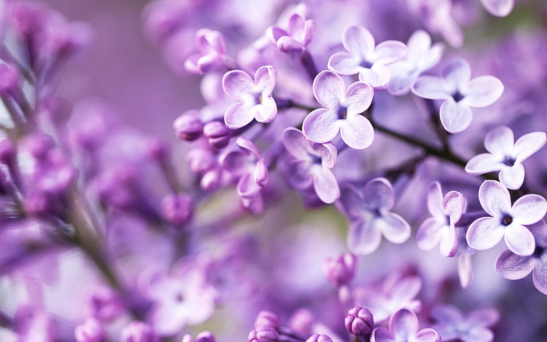 1920x1200 Floweradvisor Lilac Flower Wallpaper 2 Singapore Blog