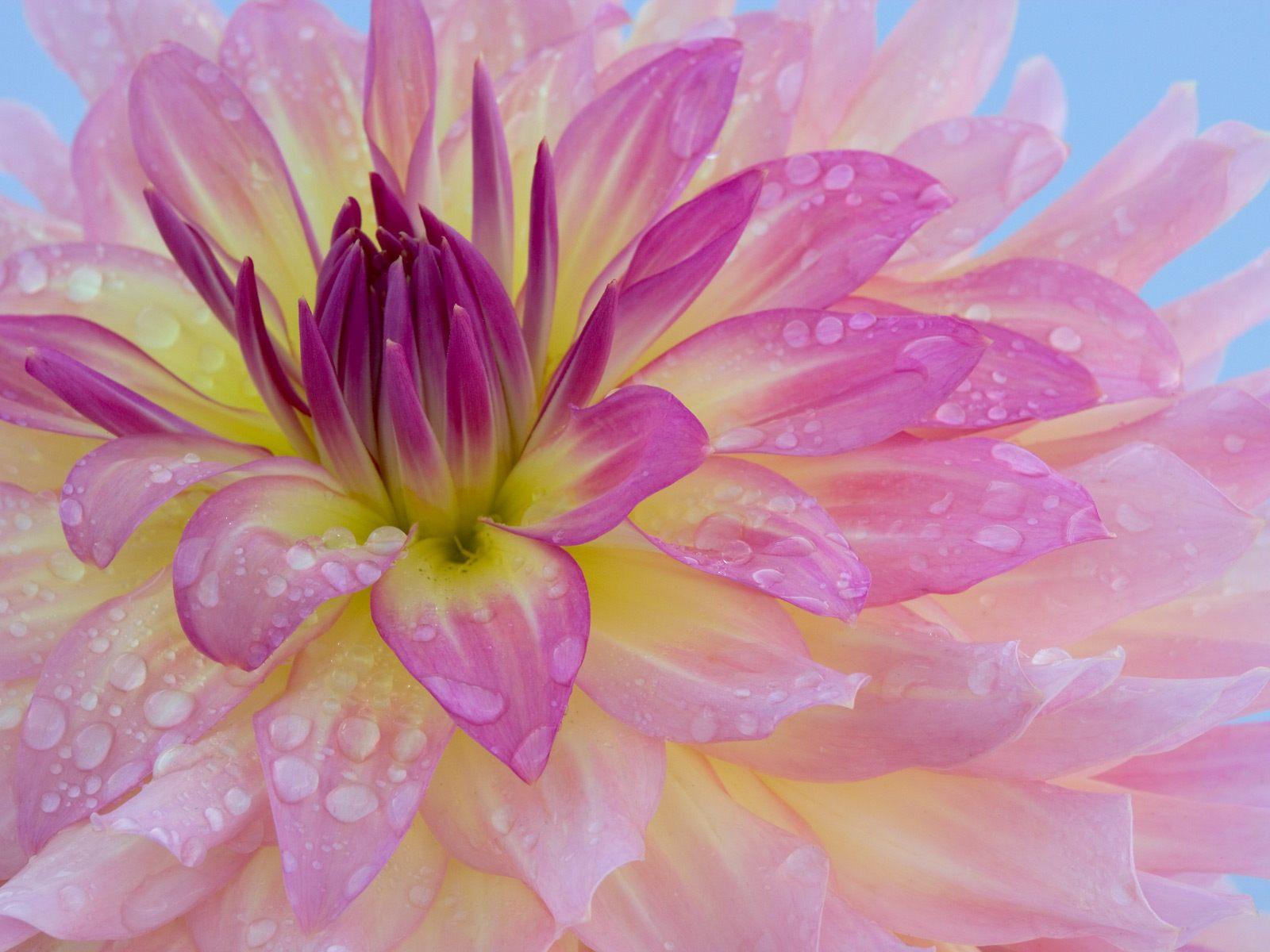 1600x1200 Colorful Lily Flower Wallpaper HD. Free High Definition Unique HD