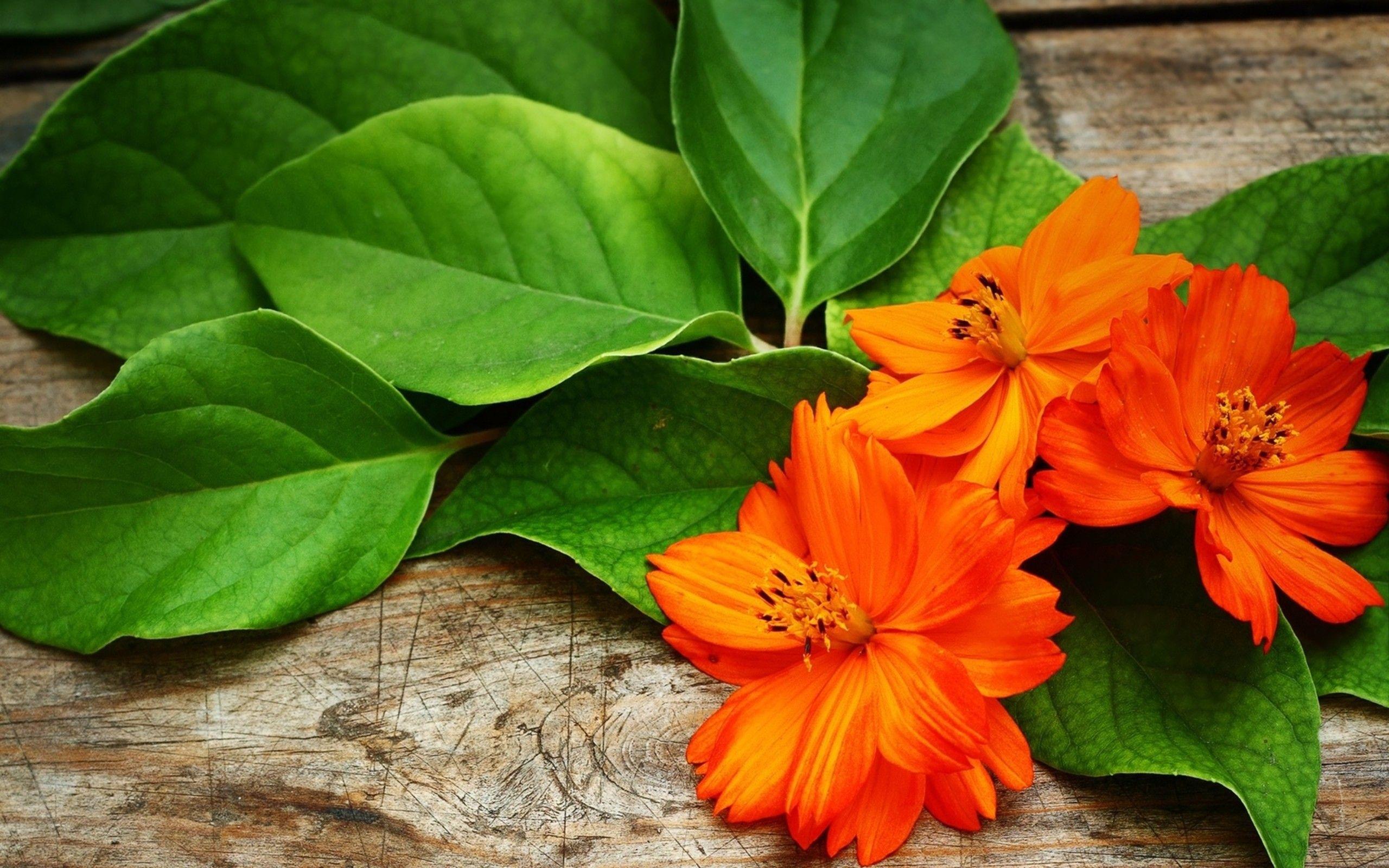 2560x1600 Digital Marketing Companies in Singapore. Flower phone wallpaper, Flowers, Flower wallpaper