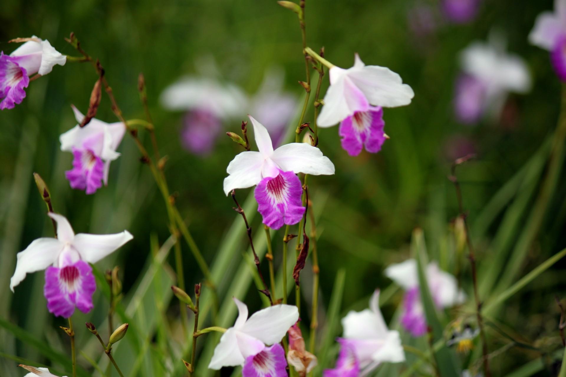 1920x1280 White pink orchid flower wallpaper, singapore, greenery, white and pink orchid flower, free picture