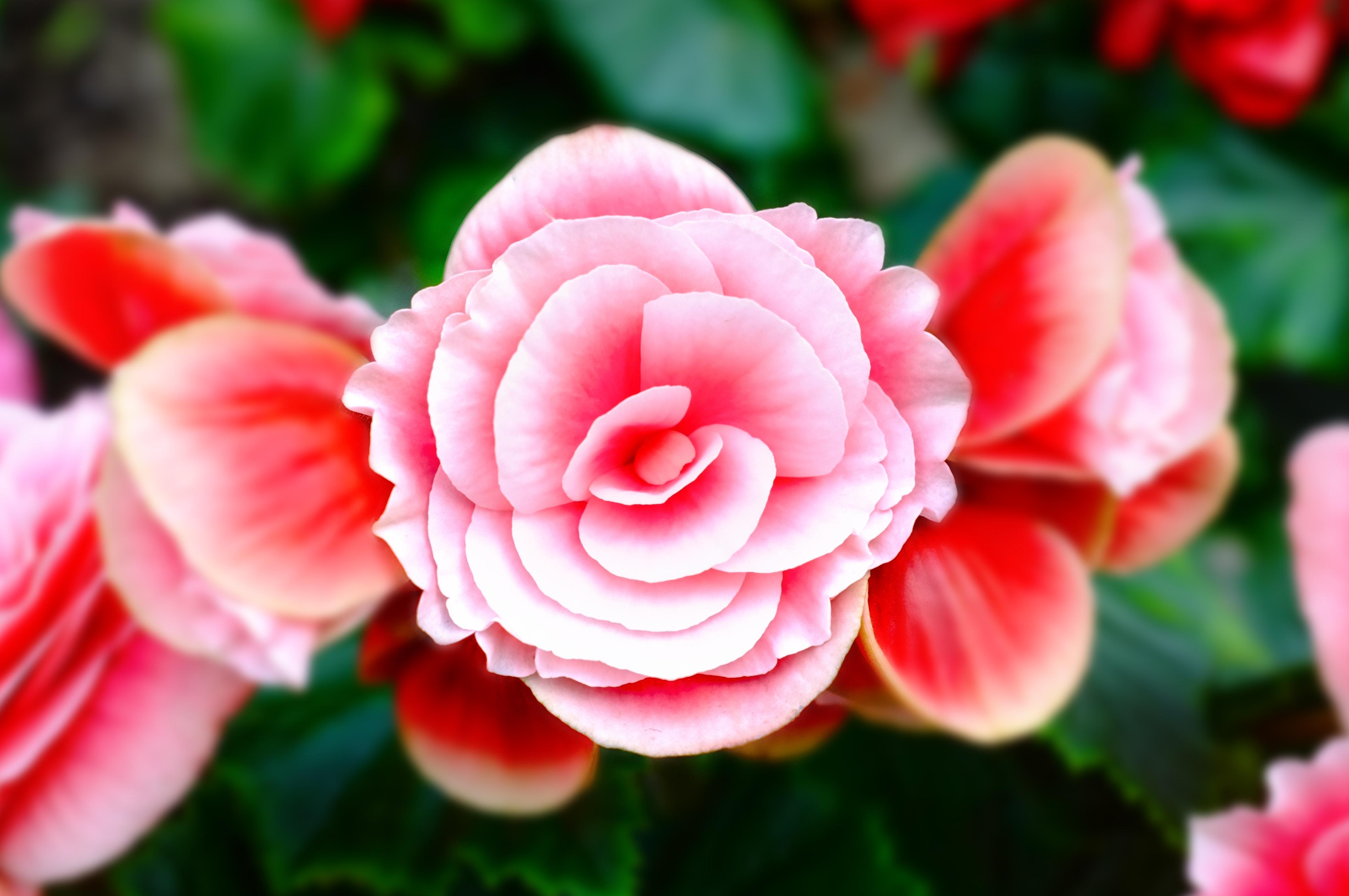 4288x2848 4288x2848 #singapore, #plant, #stunning, #nature, #red, #spring, #hybrid, #Public Domain Image, #love, #summer, #garden, #petal, #two Tone, #peace, #rose, #pink, #beautiful, #lovely, #flower, #bouquet, #fragrant HD Wallpaper