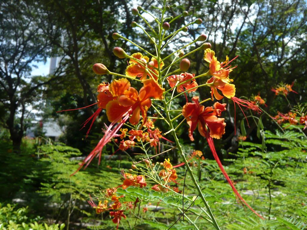 1024x768 COMMON SINGAPORE ROADSIDE FLOWER. Common flower found along