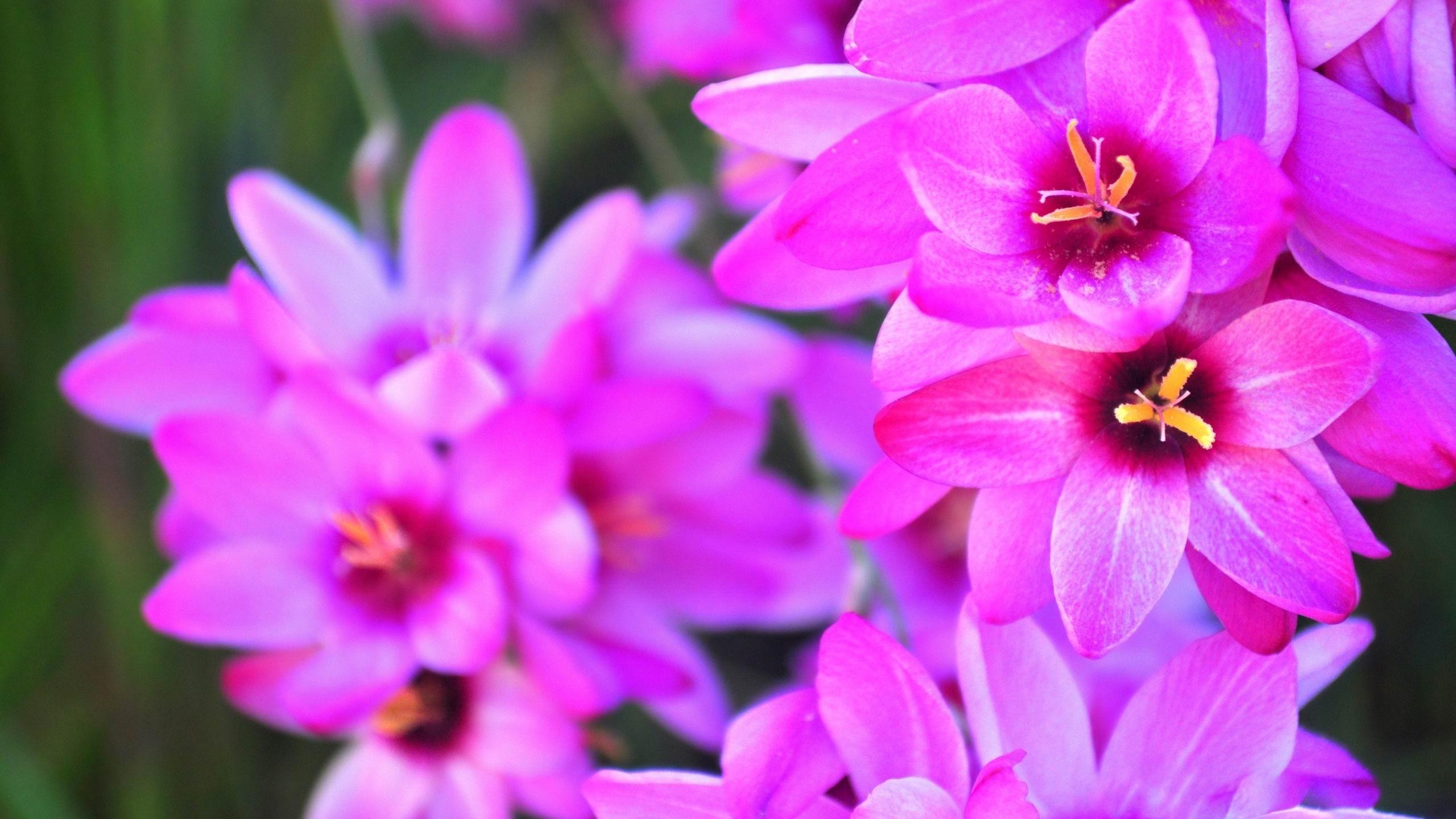 2560x1440 Pink Blossom Flowers
