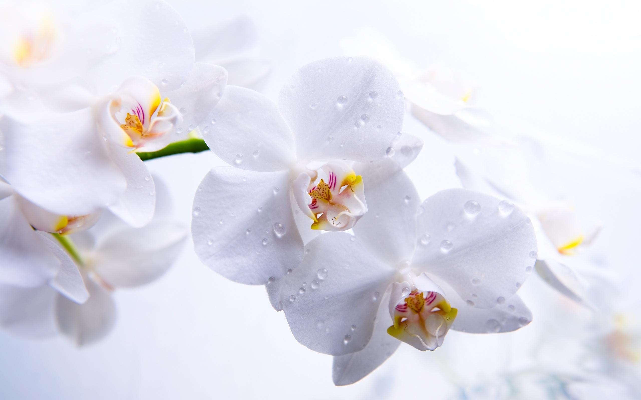 2560x1600 Orchids wallpaperx1600
