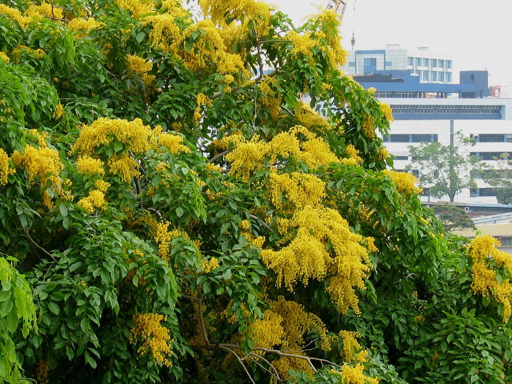 1024x768 Padauk Flower (Singapore Padauk). Ye Tun