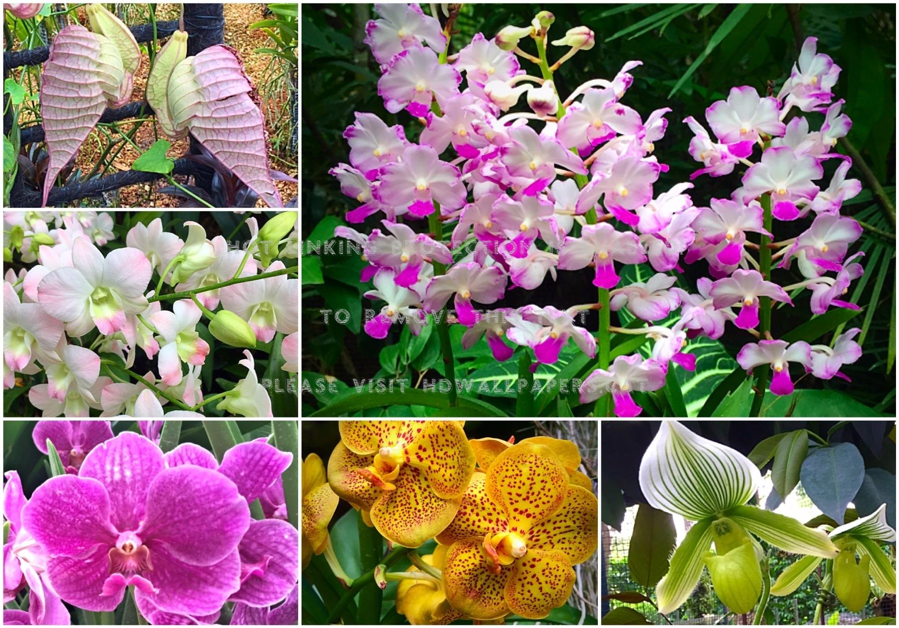1794x1253 orchids of singapore amazing pretty flowers