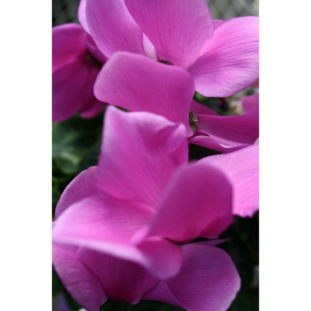 1000x1000 Home Decor Floral Wallpaper and Artwork Gallery Singapore #Artwork. Floral wallpaper, Floral, Wallpaper