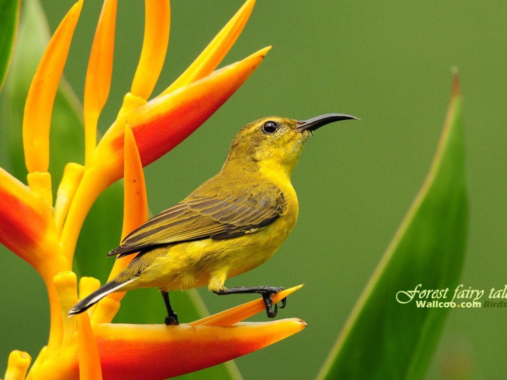 1024x768 Gorgeous Birds Singapore Sunbird Olive Backed Sunbird Female wallpaper in 1024x768 resolution