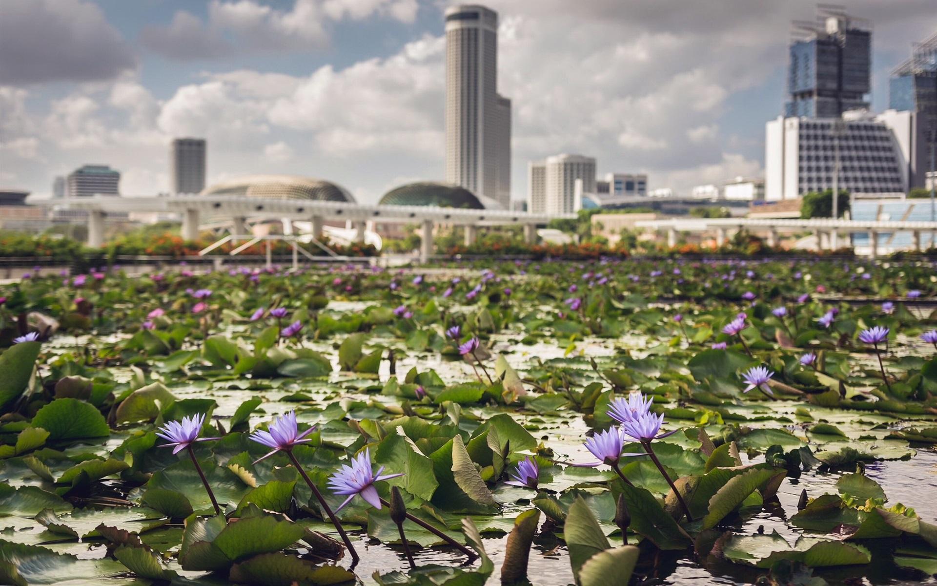 1920x1200 Wallpaper Water lily, flowers, pond, city, Singapore 1920x1200 HD Picture, Image