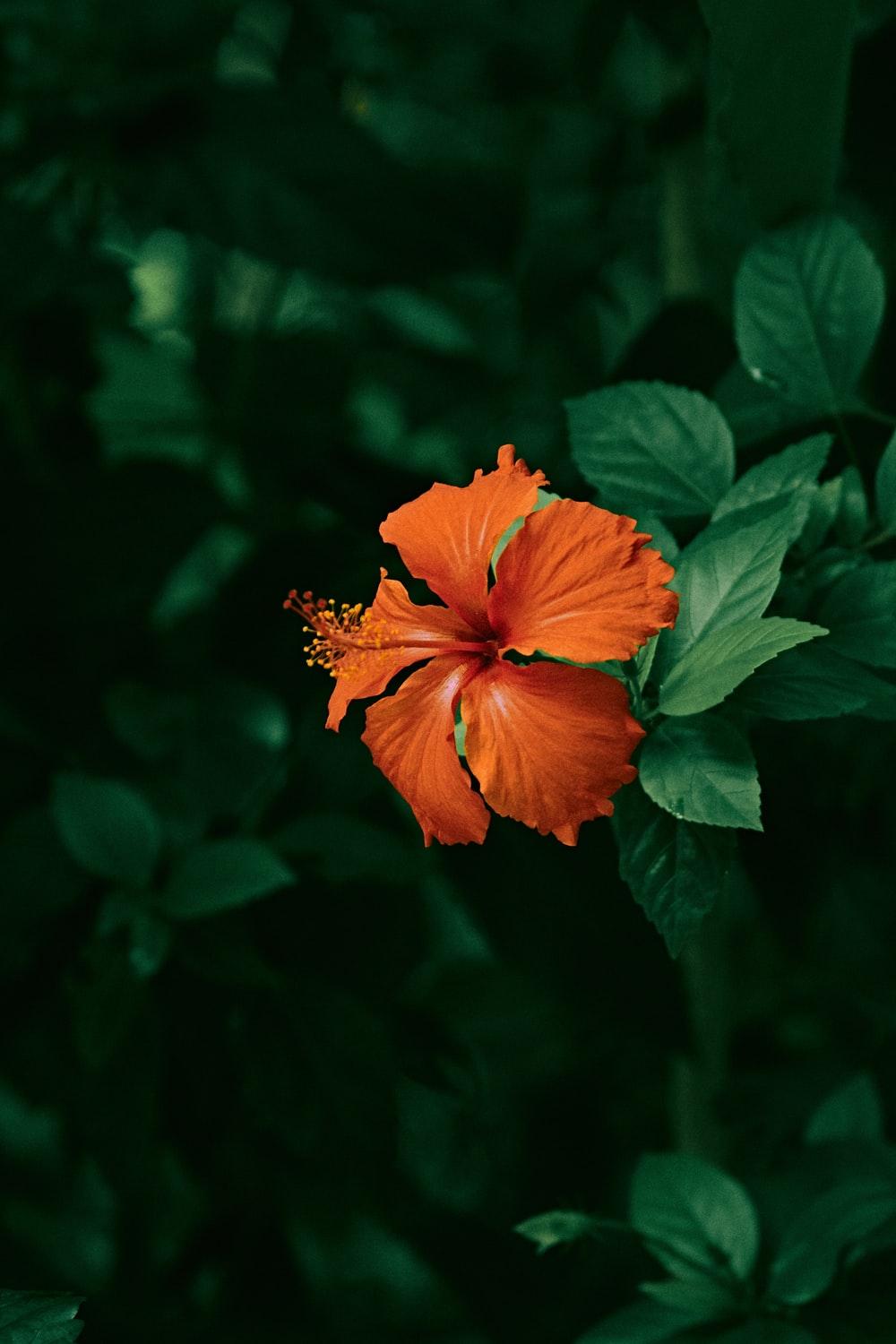 1000x1500 Jungle Flower Picture. Download Free Image