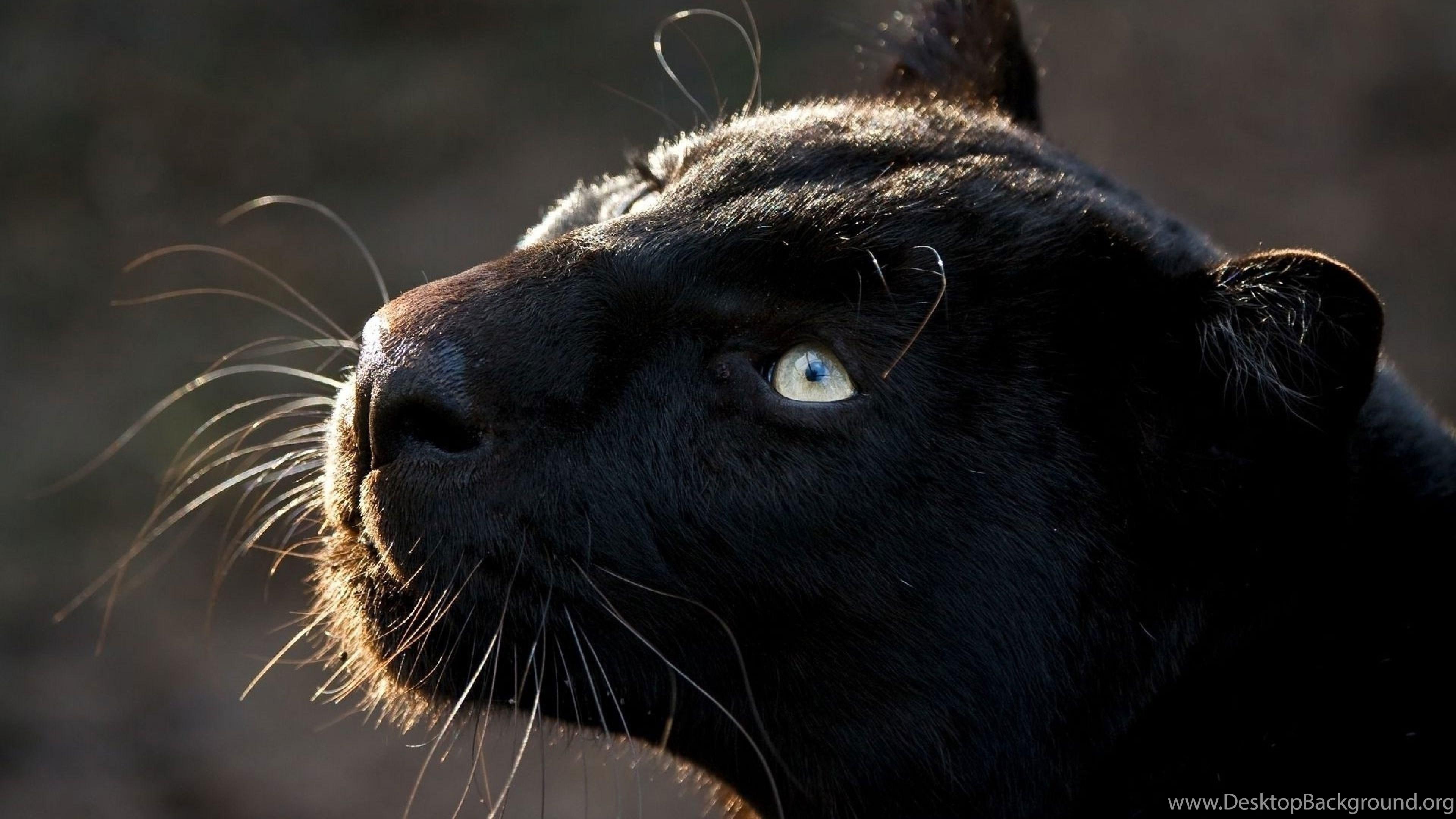 3840x2160 Download Wallpaper 3840x2160 Whiskers, Eyes, Head, Panther 4K. Desktop Background