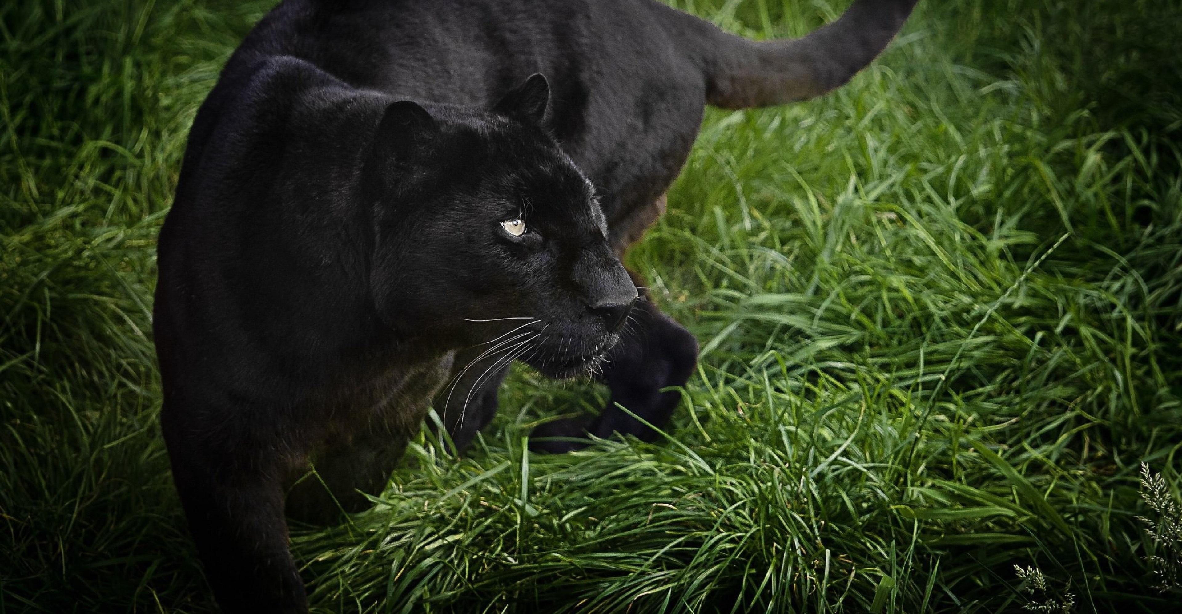 3840x1997 3840x1997 panther 4k free HD desktop wallpaper background