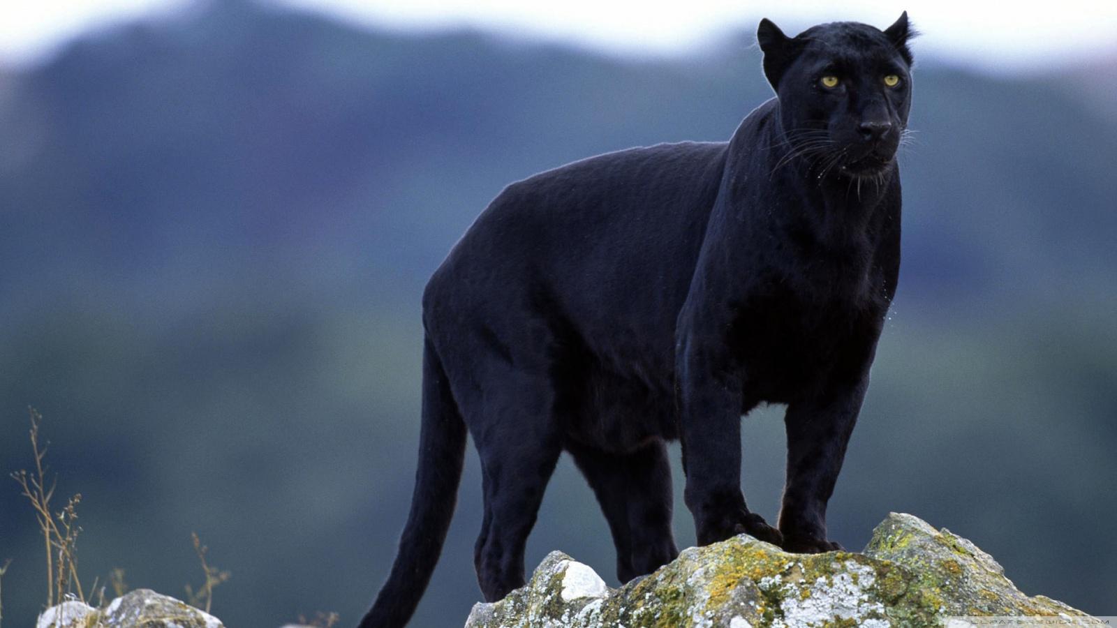 1600x900 Black Panther Ultra HD Desktop Background Wallpaper for 4K UHD TV : Widescreen & UltraWide Desktop & Laptop : Tablet
