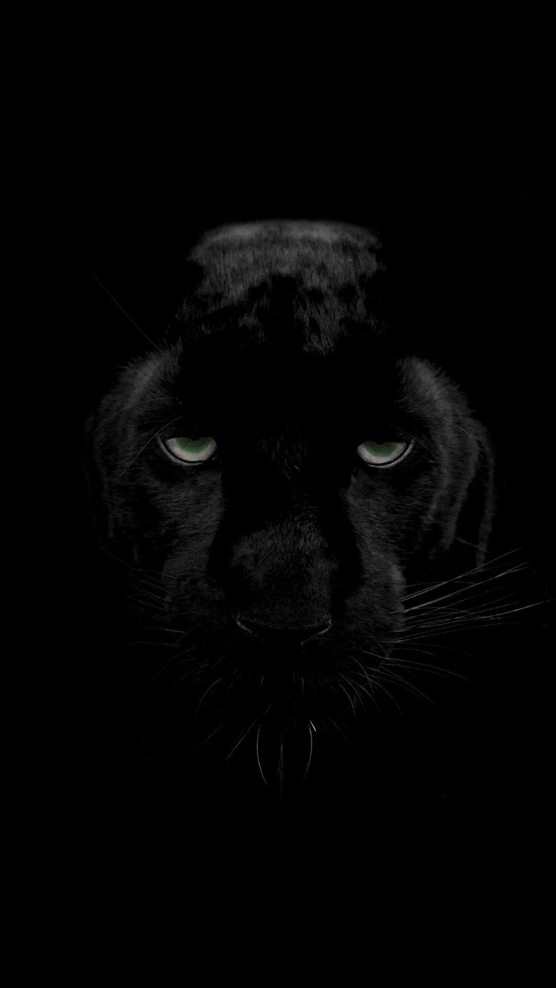 1080x1920 4K wallpaper: Black Panther Animal Wallpaper HD Download