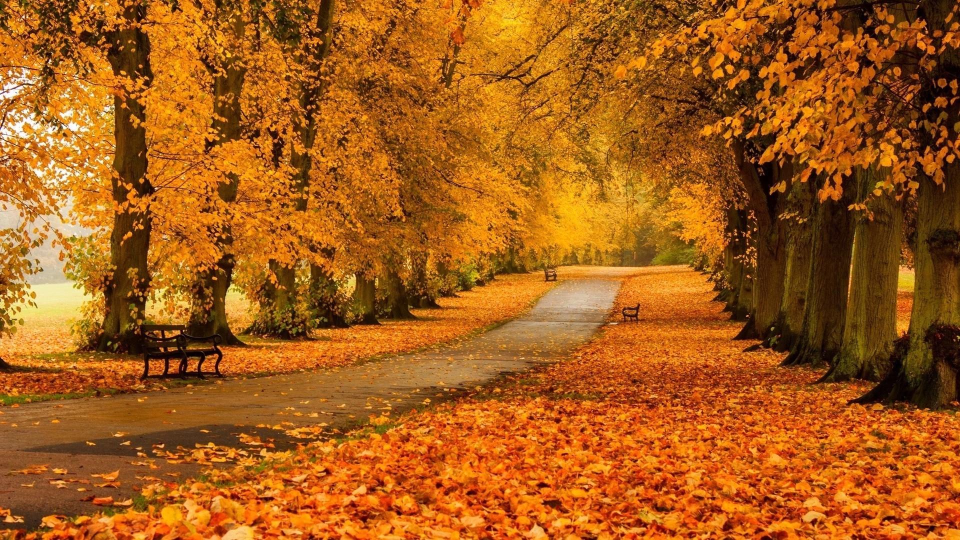 1920x1080 1920x1080 nature landscape trees forest fall branch bench path park wallpaper JPG 886 kB HD Wallpaper