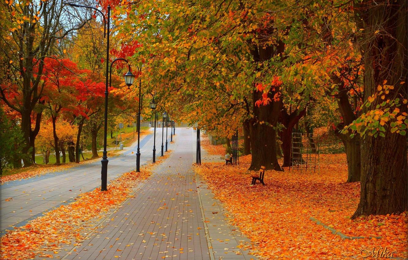 1332x850 Wallpaper Road, Autumn, Trees, Lights, Park, Fall, Foliage, Park, Autumn, Colors, Road, Trees, Leaves image for desktop, section природа
