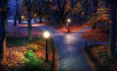 493x300 Park Garden Autumn Fall Trees Lamp Roads Desktop Background Wallpaper
