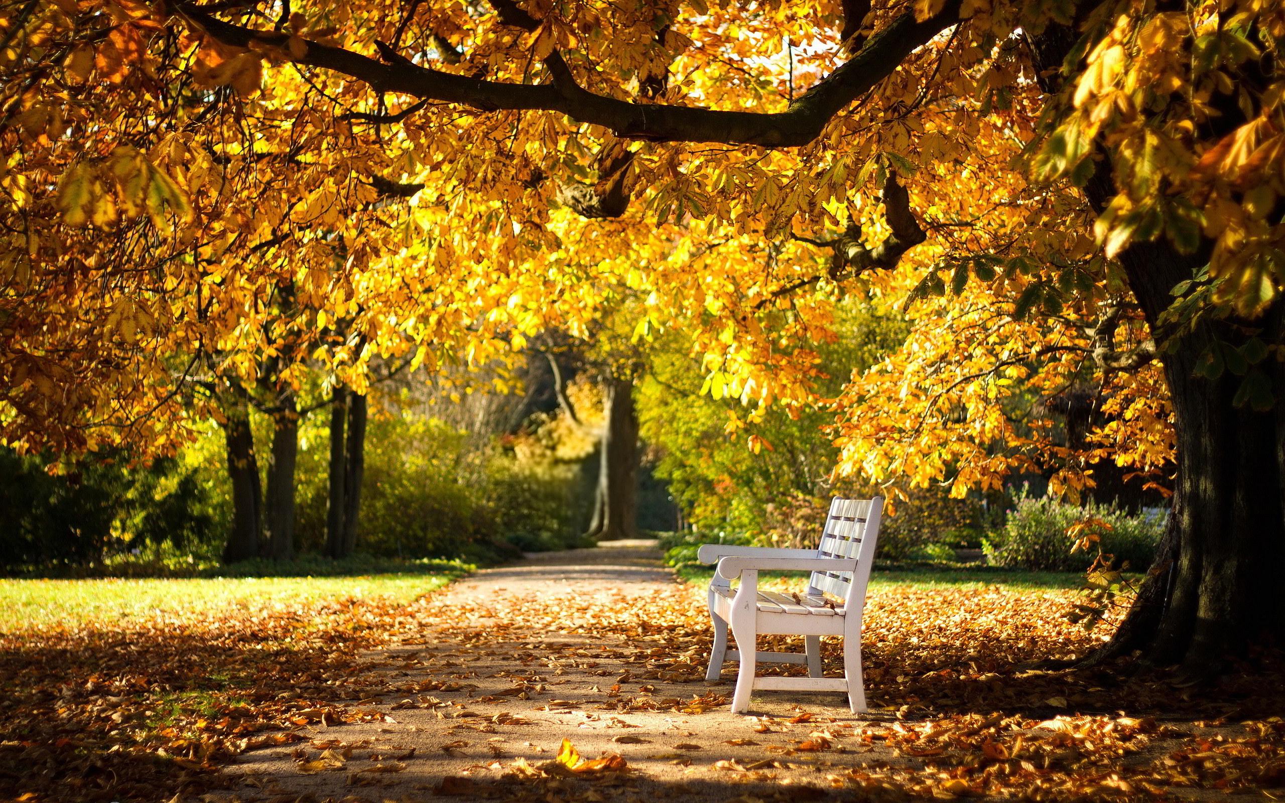 2560x1600 Fall Park Bench