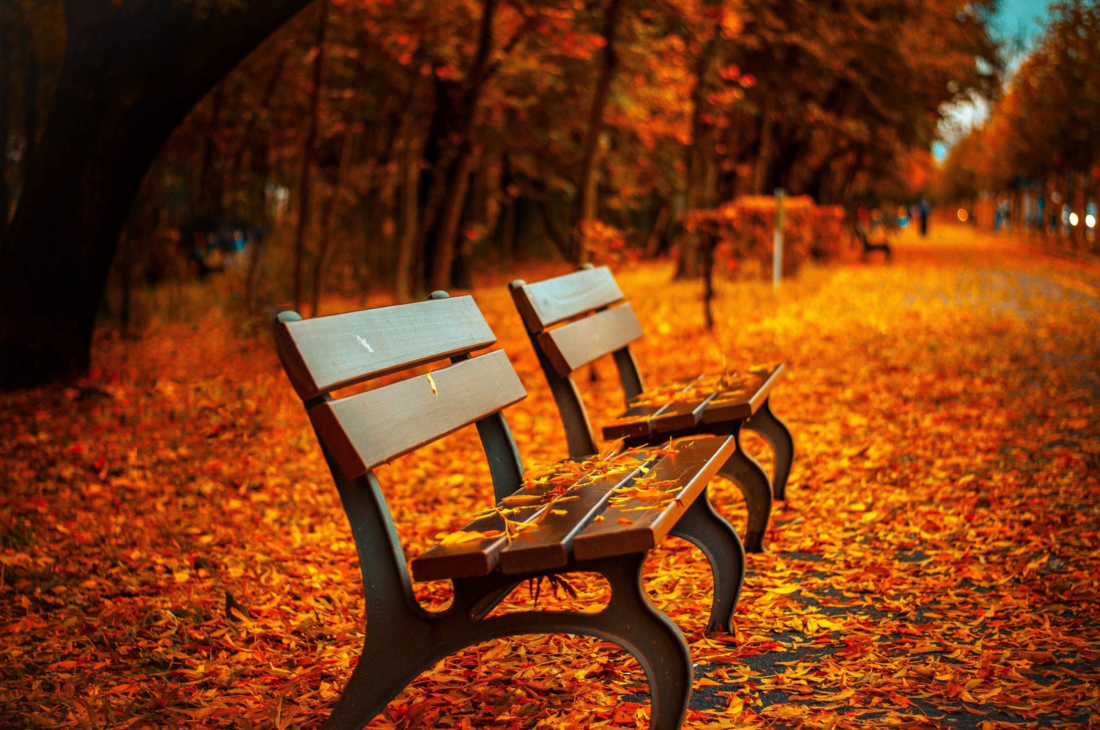 3840x2550 Wallpaper / bench fall park rest sit autumn park bench wood 4k wallpaper