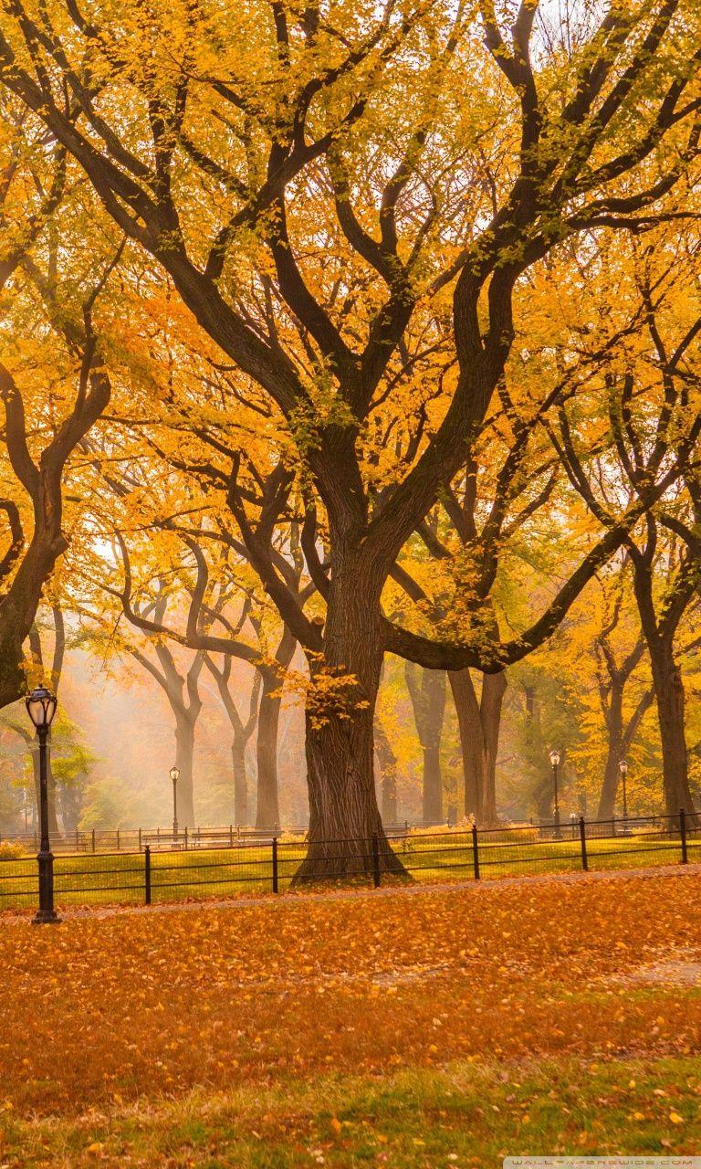 768x1280 Central Park Autumn 4k Phone Wallpaper