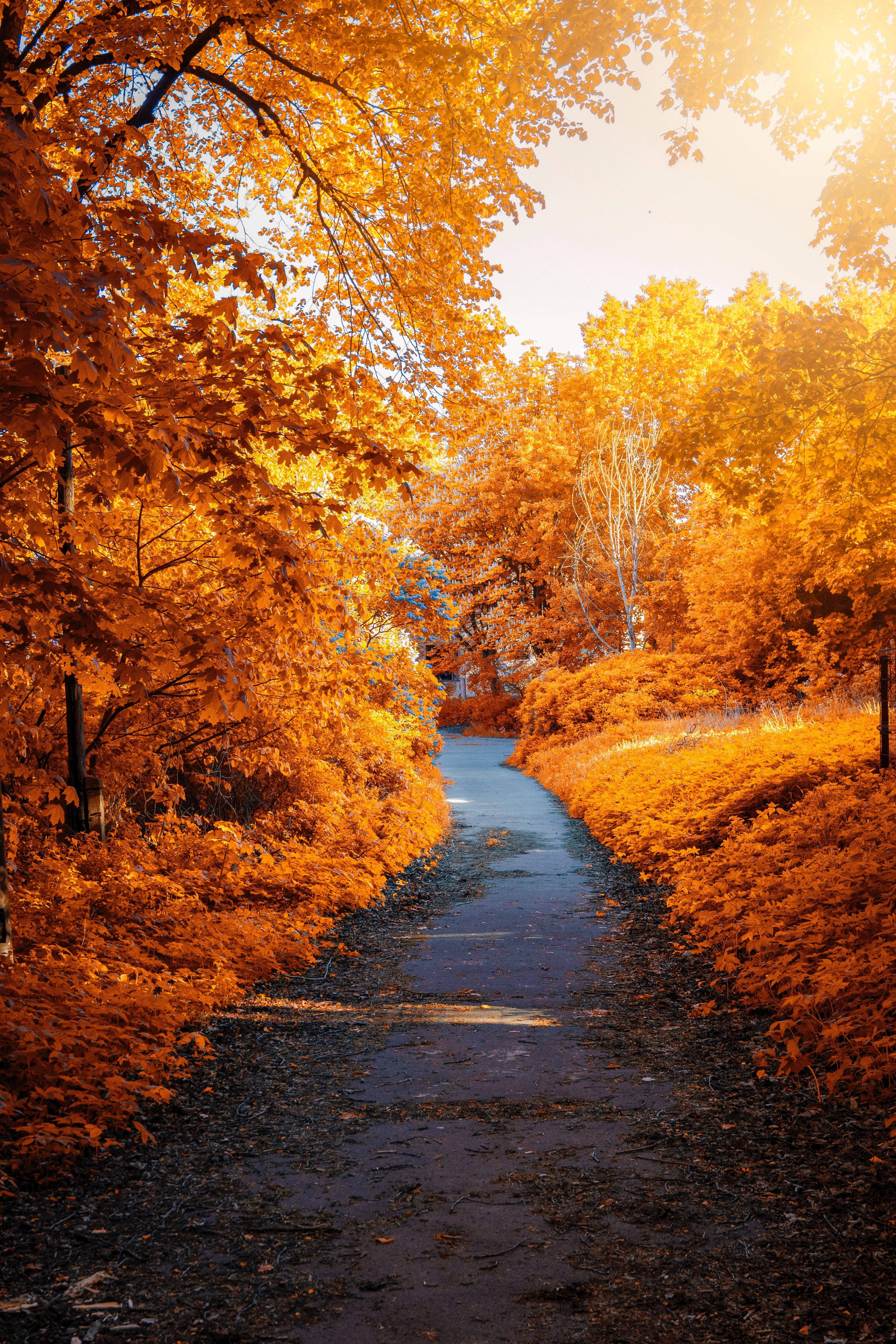 4000x6000 Wallpaper Foliage, Autumn, Leaves, Fall, Park:4000x6000