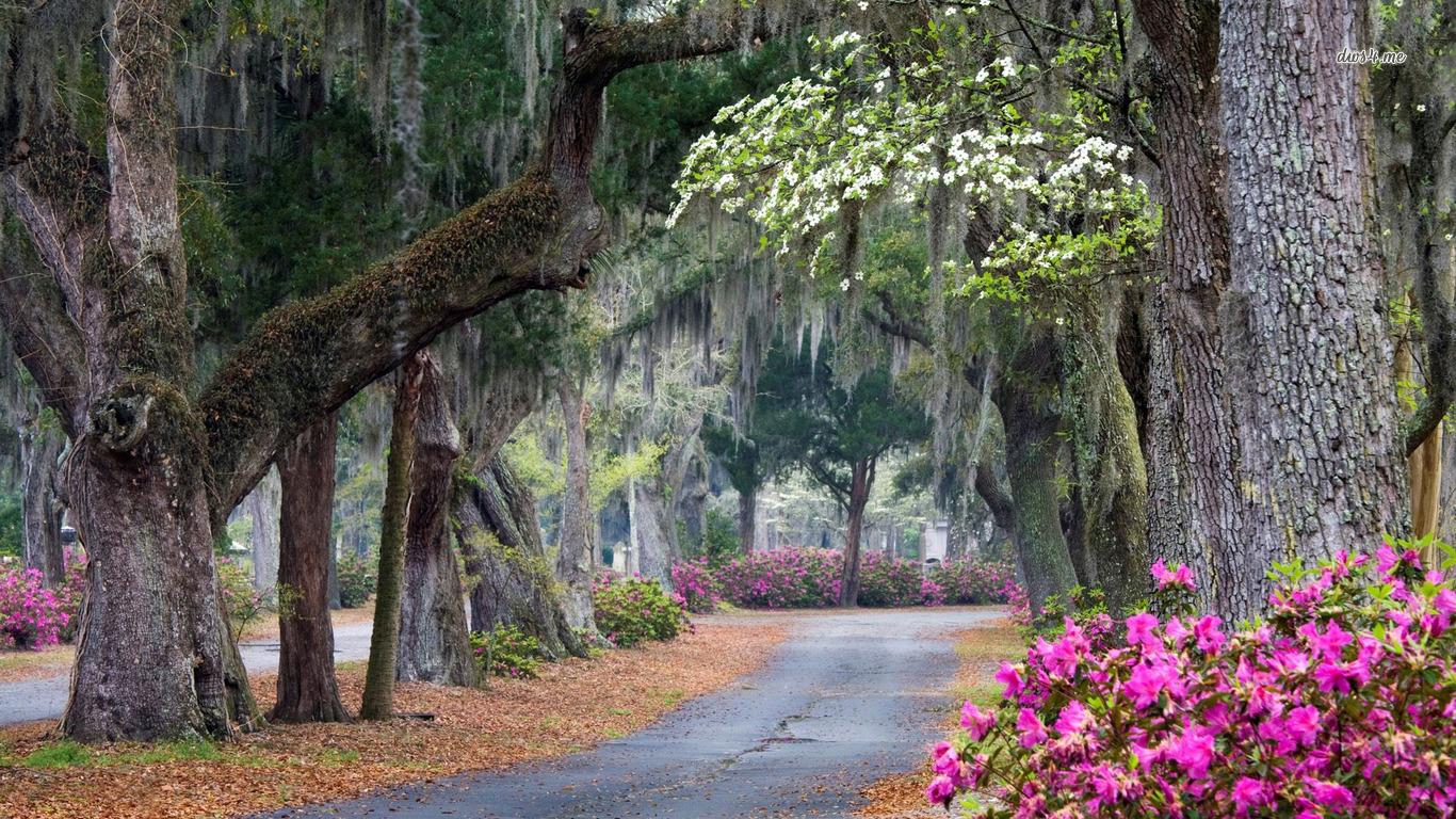 1366x768 Wallpaper Savannah GA