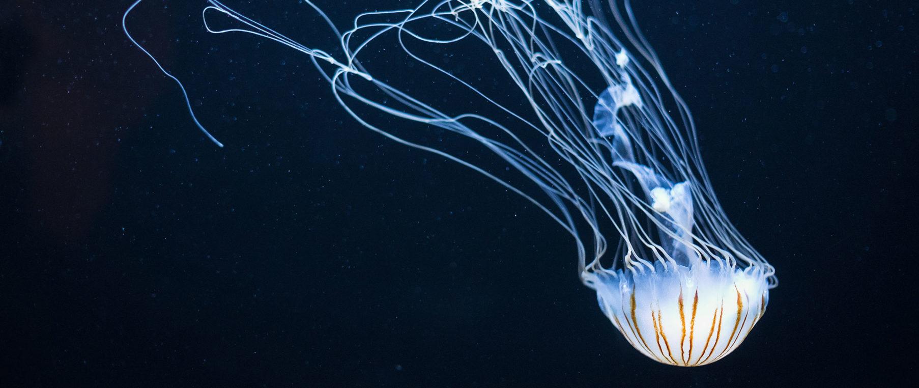 1806x762 Sea Medusa (2560×1080 Wallpaper)x1080 Wallpaper