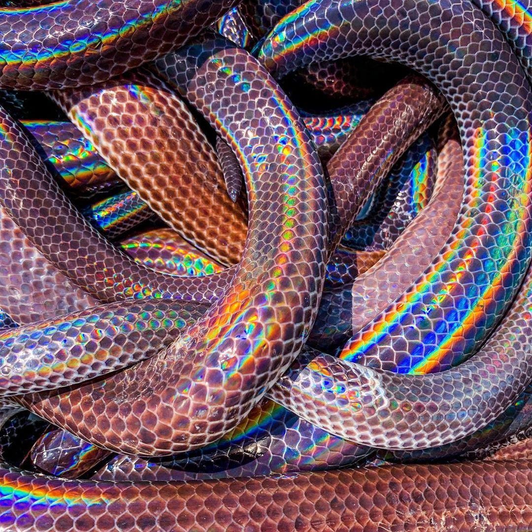 colorful snake