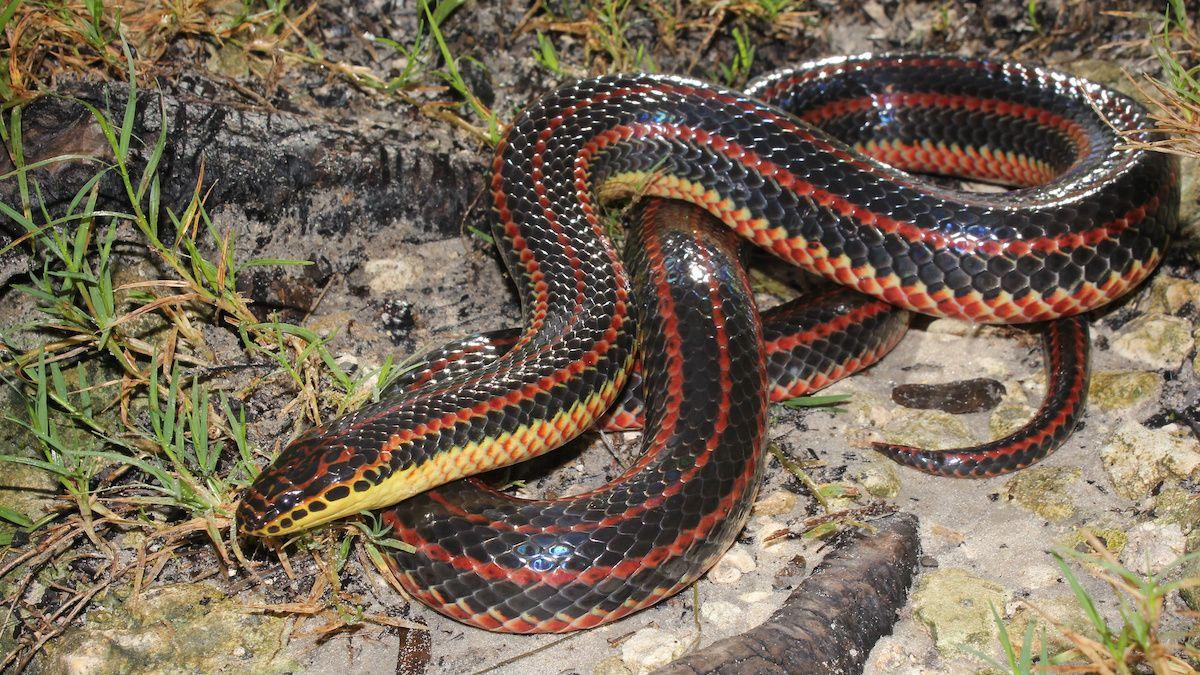 1200x675 Rainbow Snake Spotted in a Florida County for the First Time Since 1969