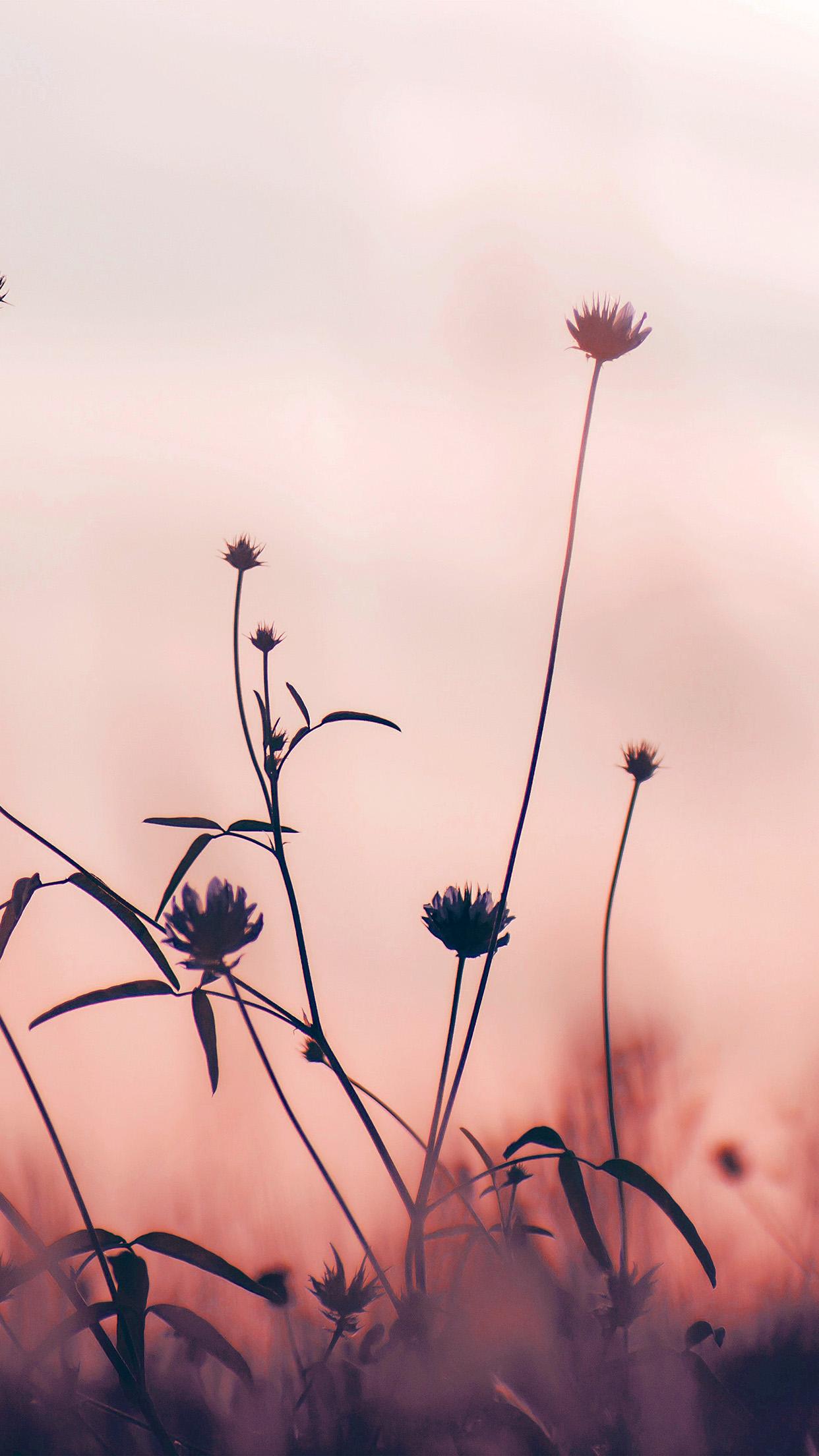 1242x2208 iPhone X wallpaper. flower nature fall romantic old pink
