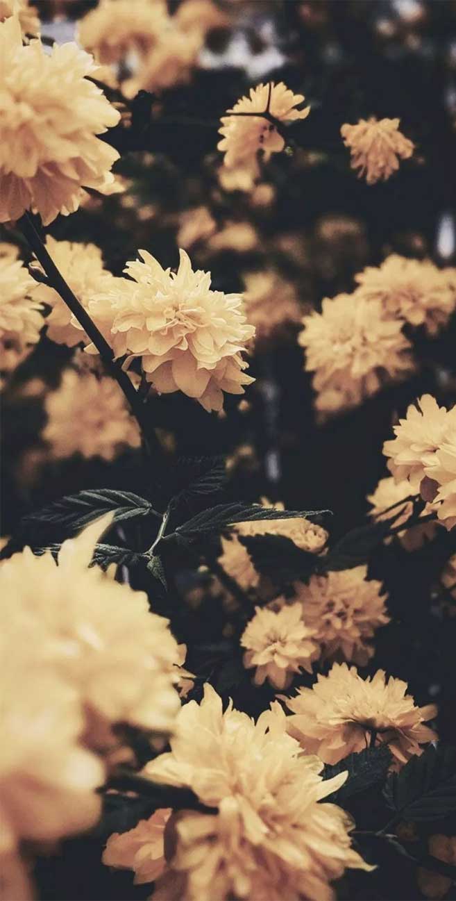 Fall Flowers iPhone Wallpapers Top Free Fall Flowers iPhone