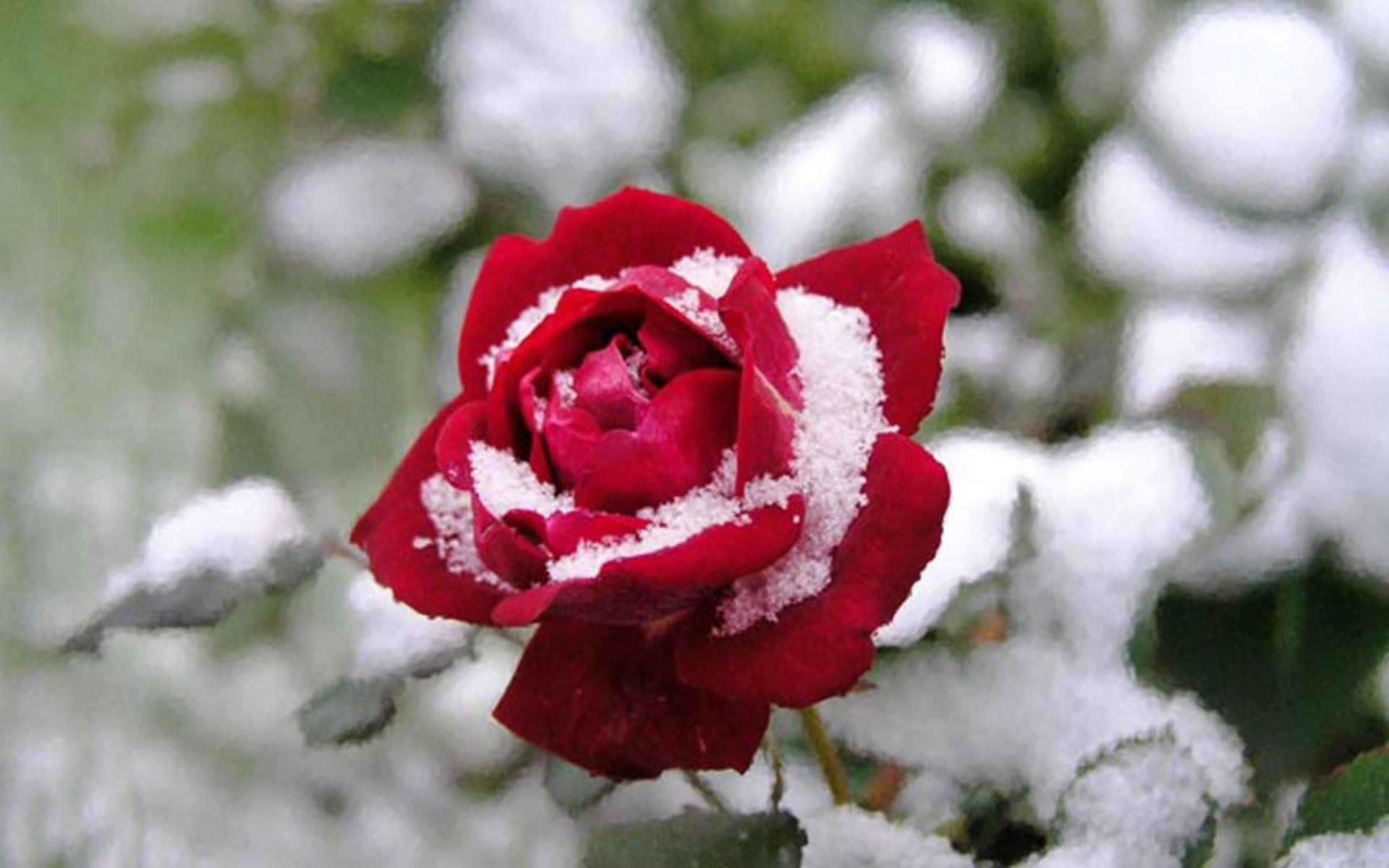 Snowy Rose Wallpapers - Top Free Snowy Rose Backgrounds - WallpaperAccess