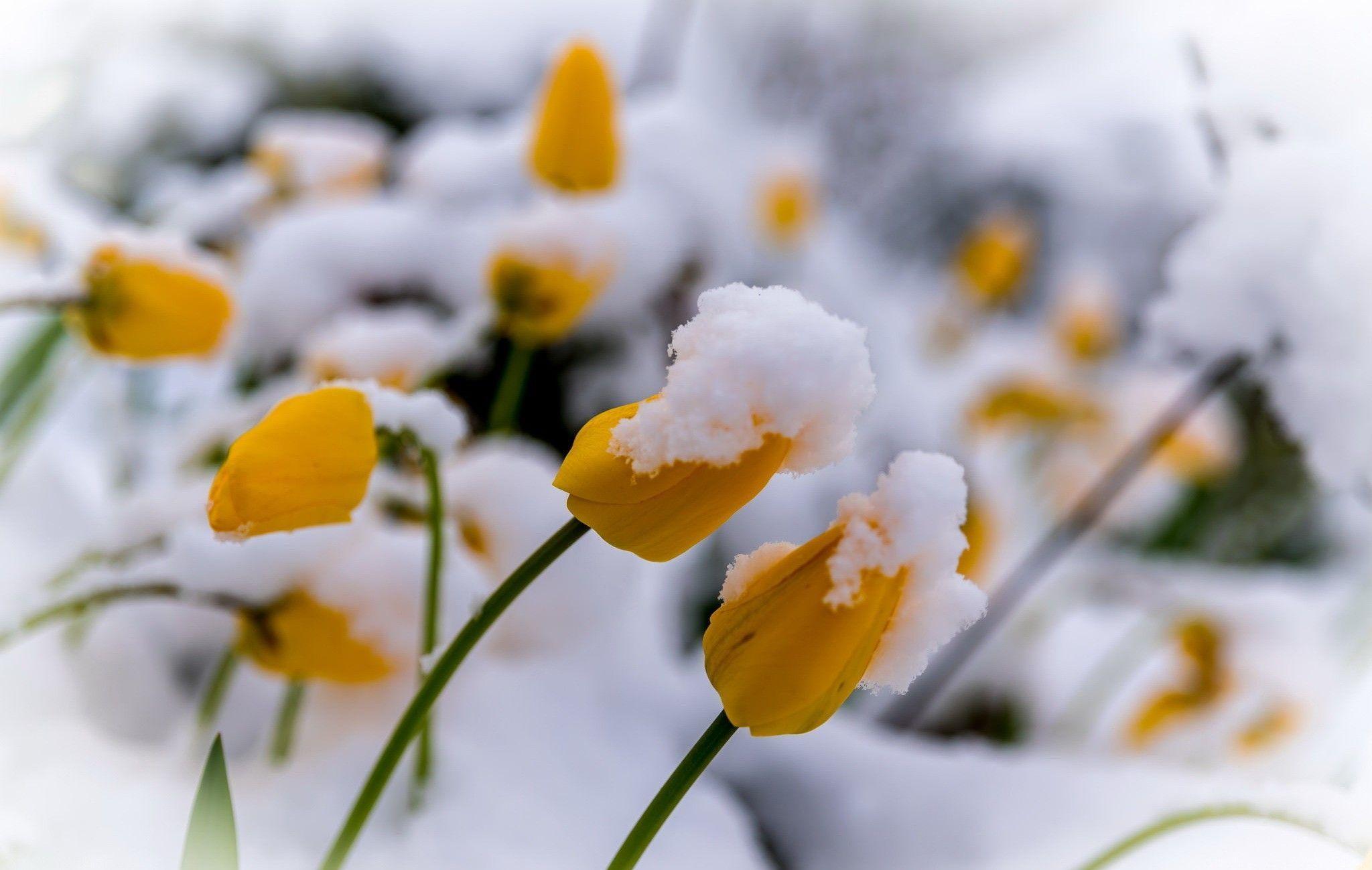 2048x1299 Flowers in Snow Wallpaper