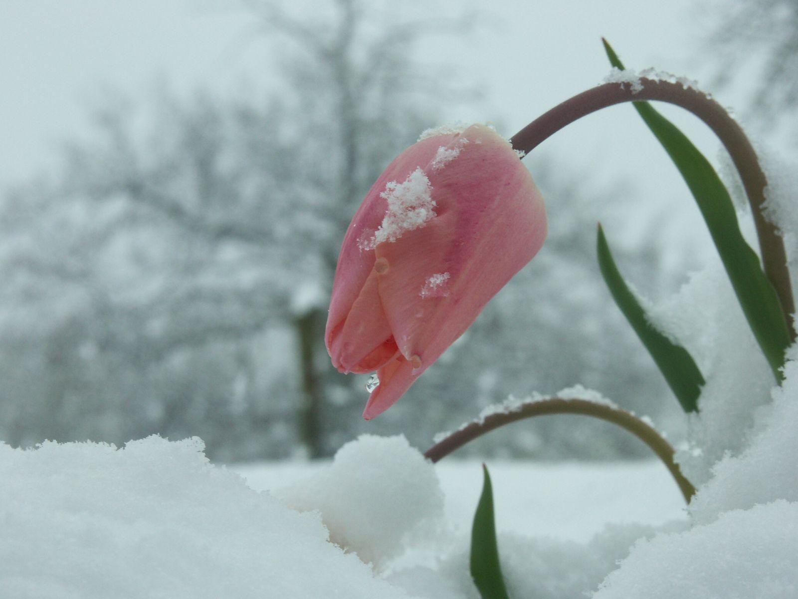 Февраль ждем весну. Цветы в снегу. Цветы из под снега. Цветы под снегом.