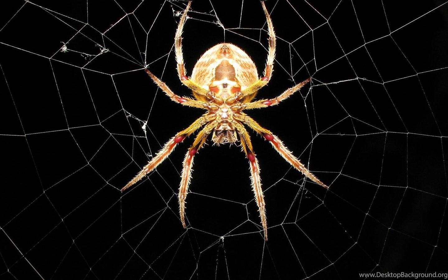 1440x900 Cool Spider Wallpaper Desktop Background