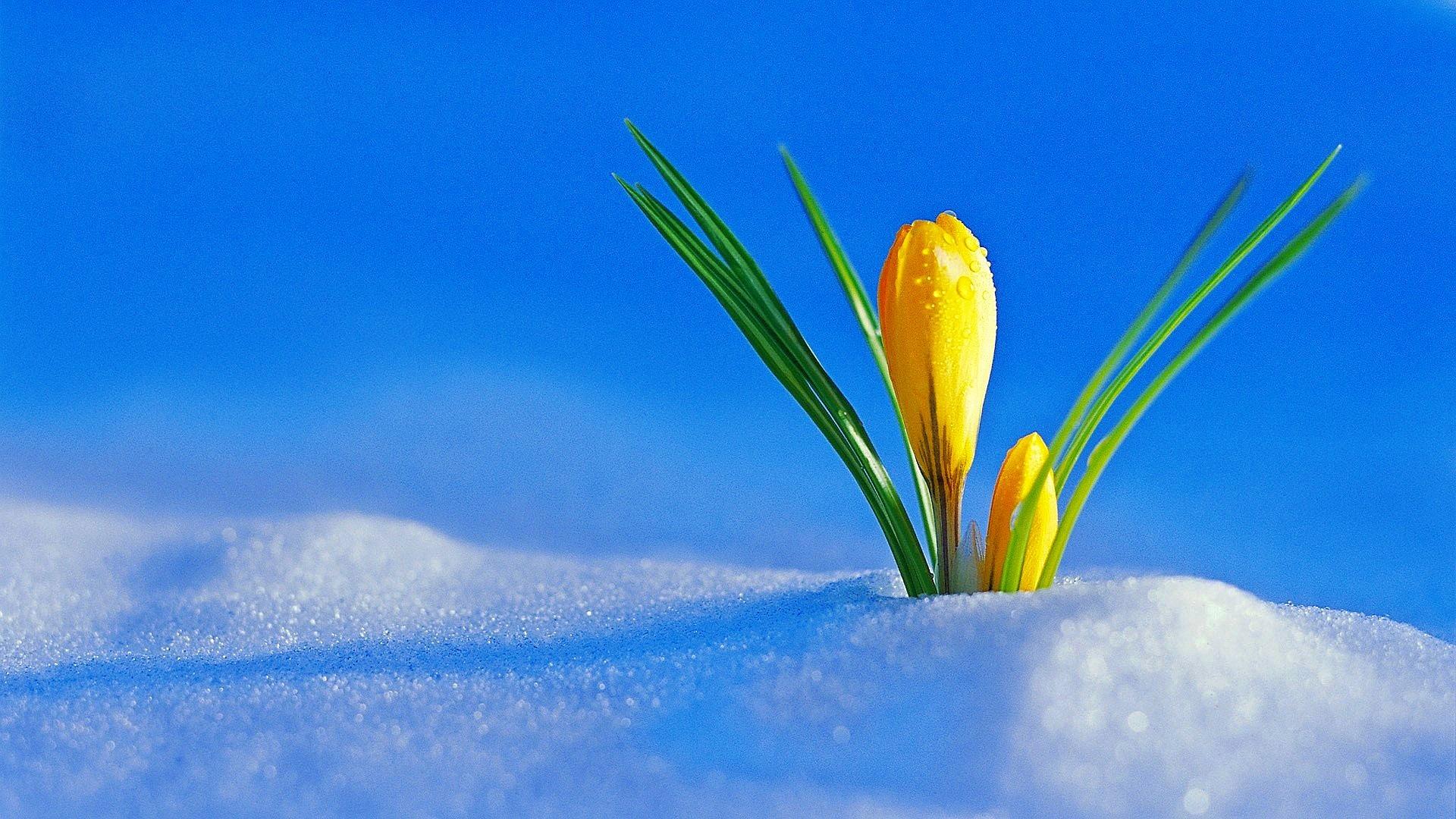 1920x1080 Flowers In Snow