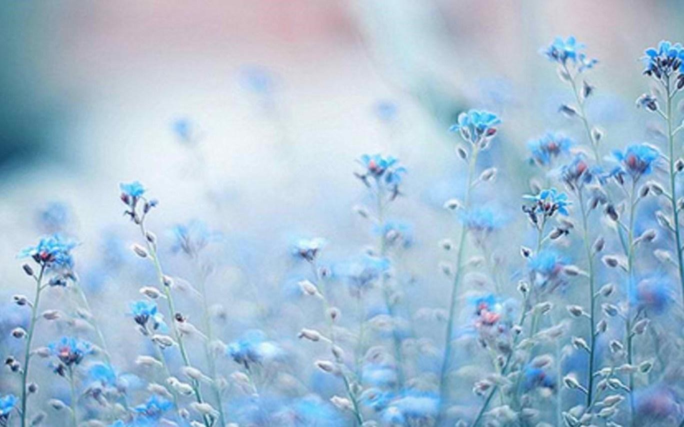 1368x855 Winter Flowers Wallpaper