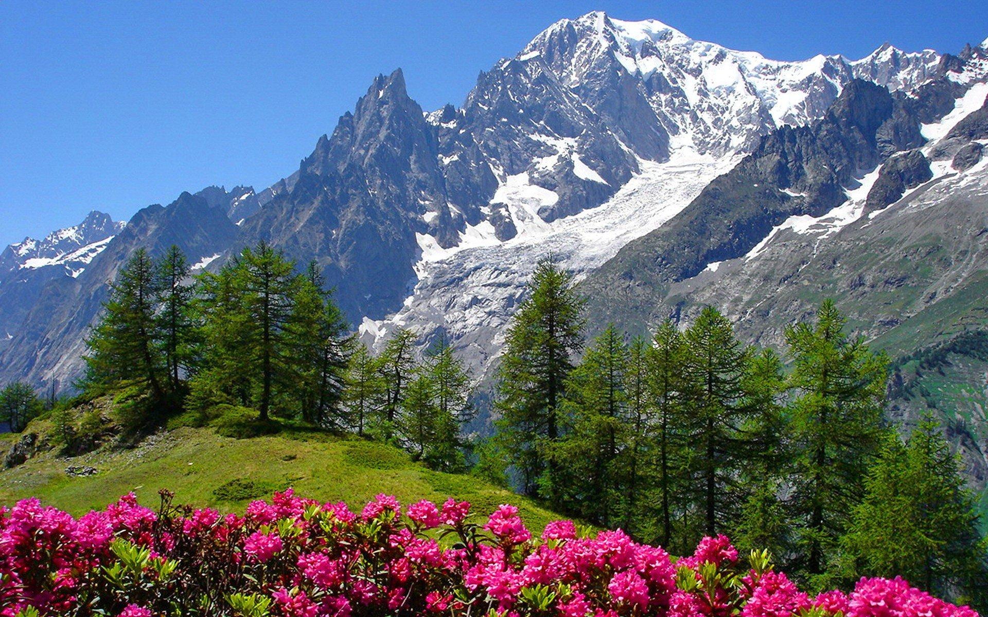 1920x1200 nature, Snowy, Mountain, Snow, Flower Wallpaper HD / Desktop and Mobile Background