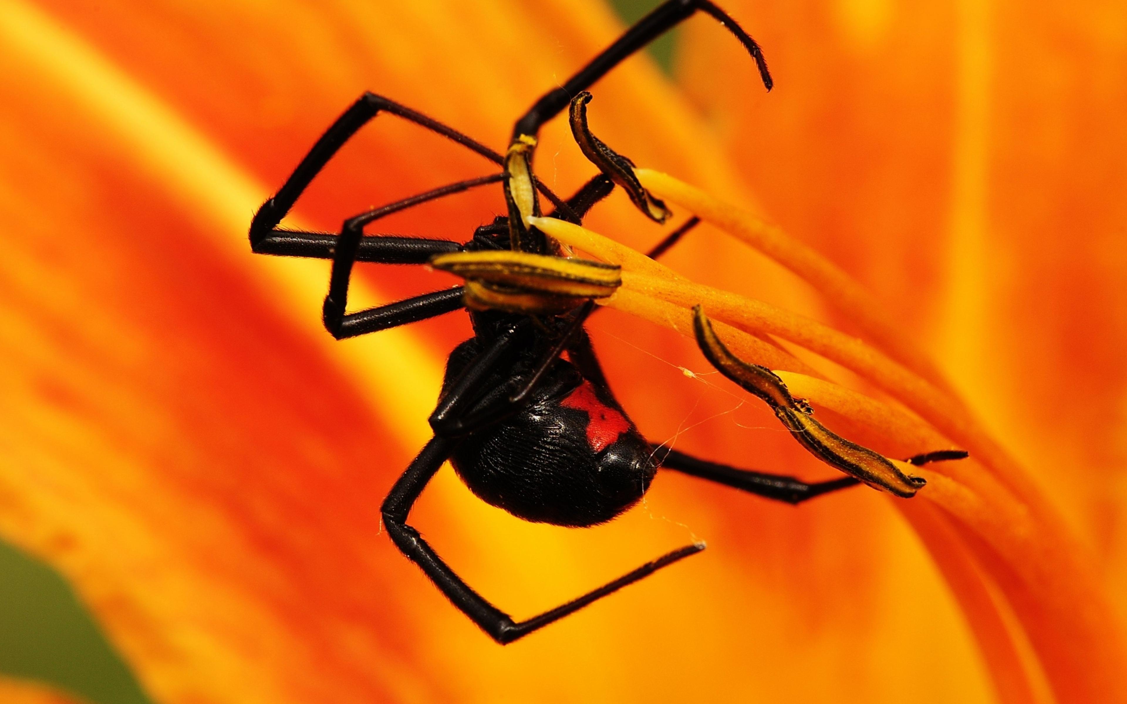3840x2400 Spider Wallpaper