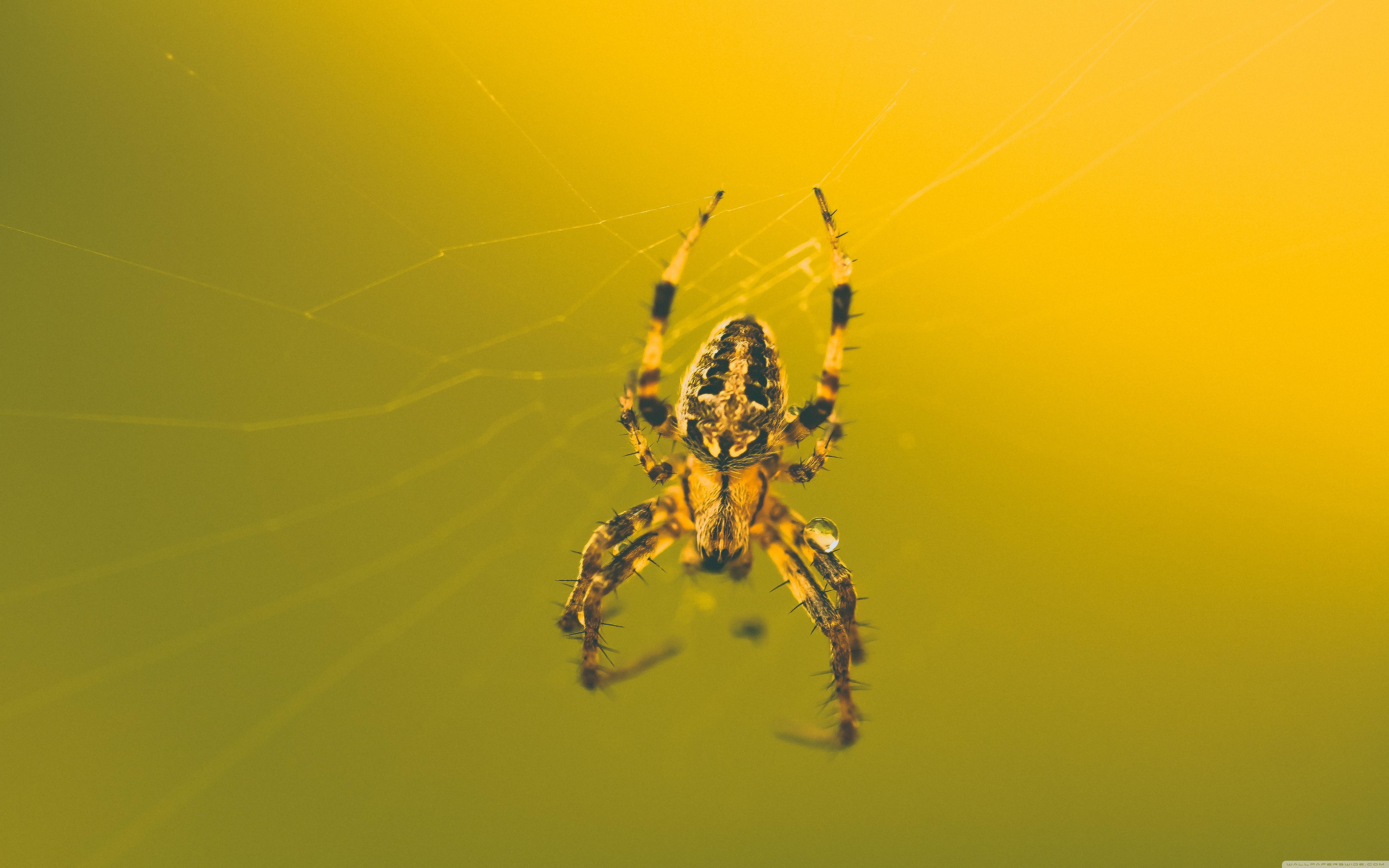 5120x3200 This Awesome Spider Ultra HD Desktop Background Wallpaper for 4K UHD TV : Widescreen & UltraWide Desktop & Laptop : Tablet