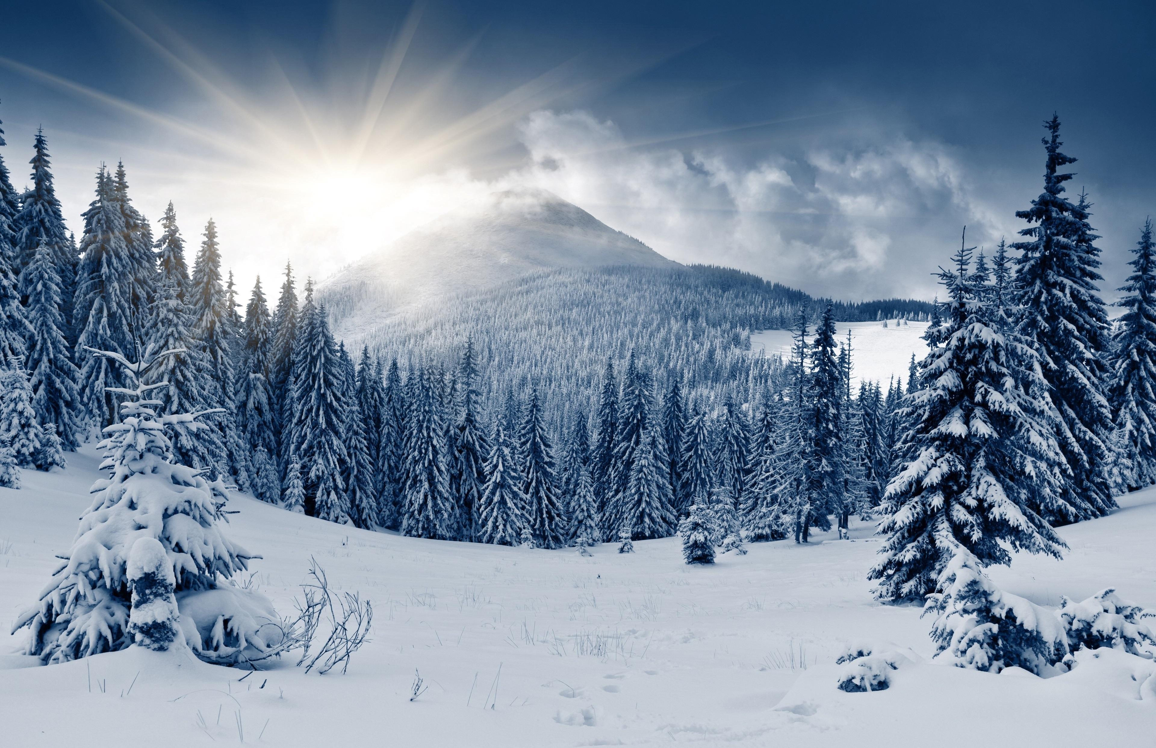 3840x2485 winter forest 4k pc background HD HD wallpaper, Background