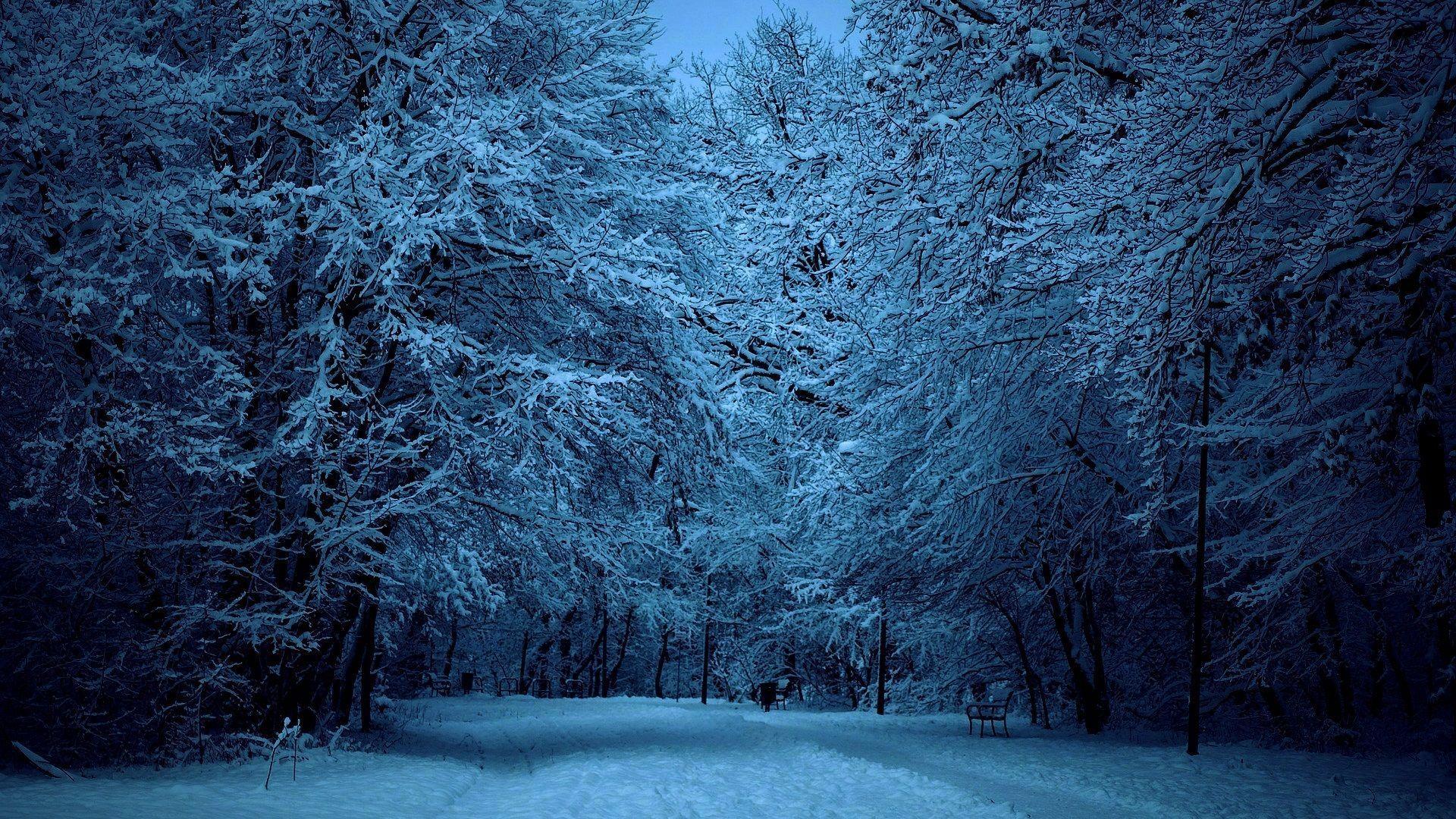 1920x1080 Snowy Forest Night Wallpaper, HD Snowy Forest Night Background on WallpaperBat