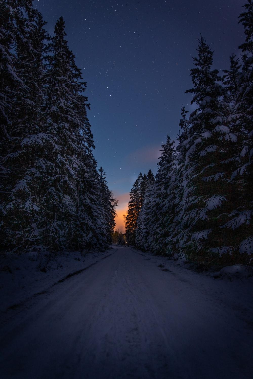 1000x1500 Winter Forest Picture. Download Free Image
