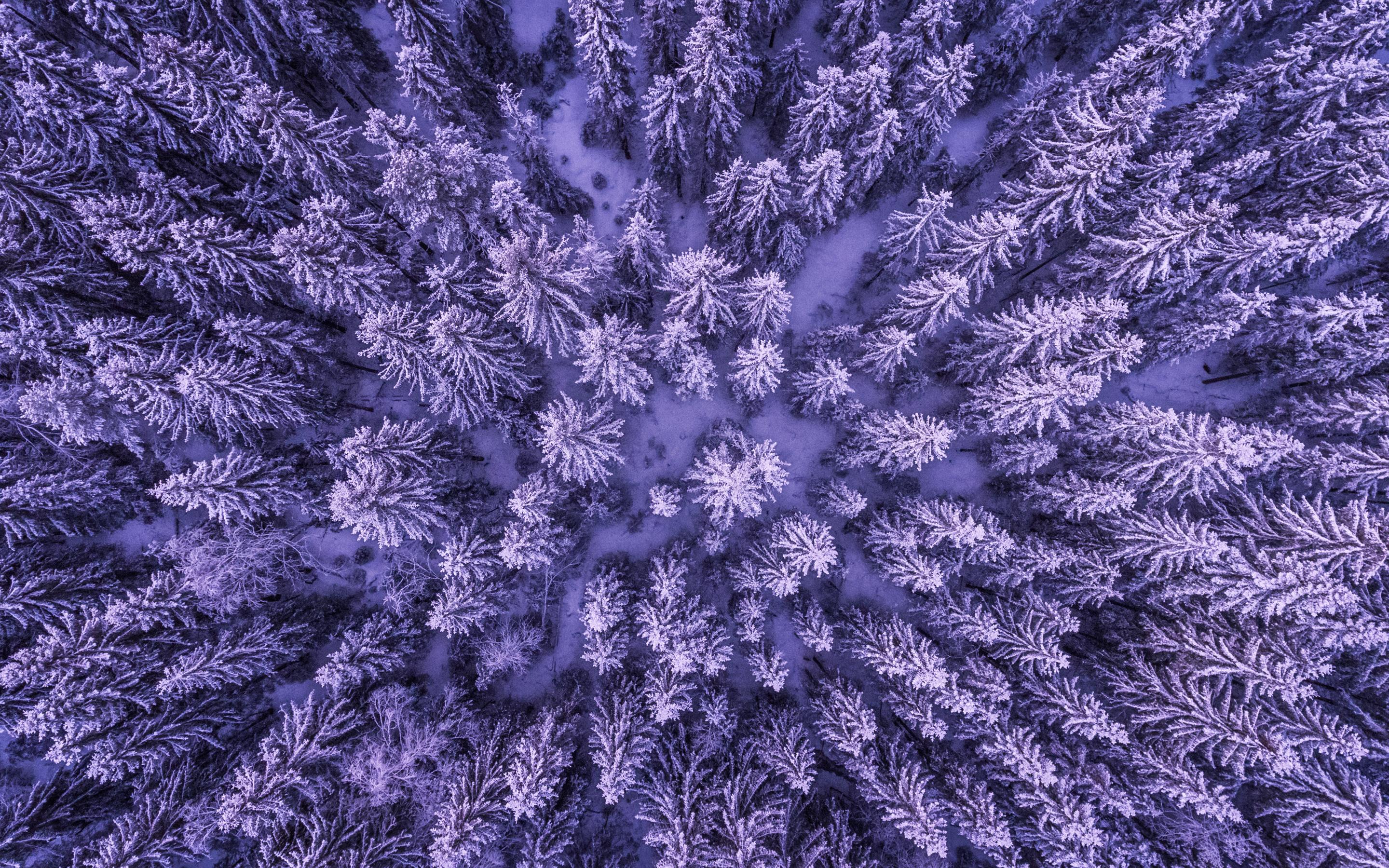 2880x1800 Wallpaper 4k Snowy Forest Wallpaper