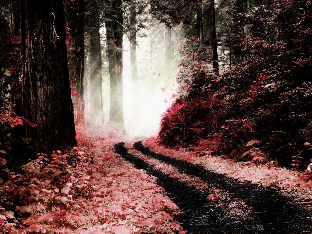 1024x768 Crimson Forest Frame : Deep Crimson Butterfly Wallpaper
